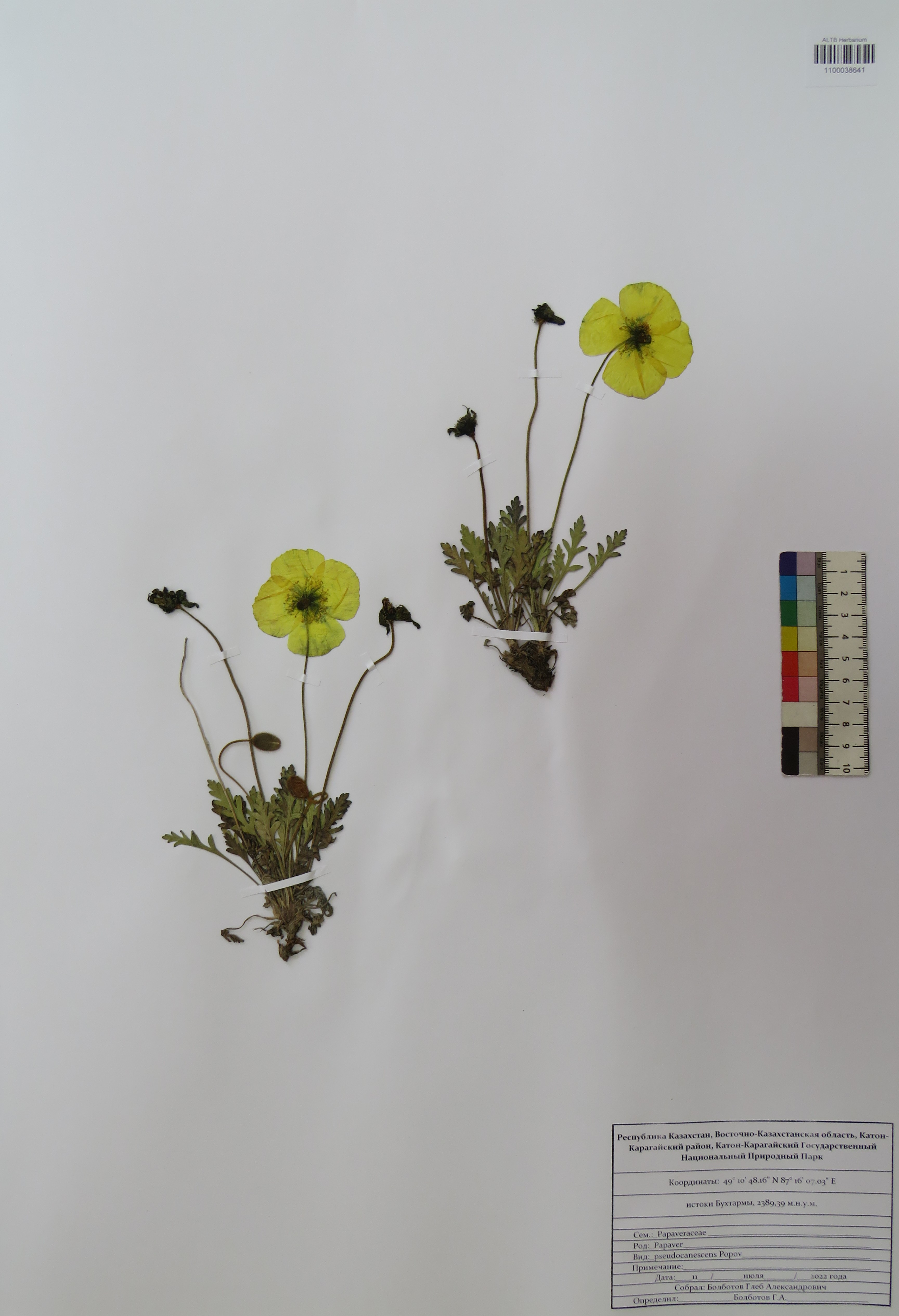 Papaver pseudocanescens Popov