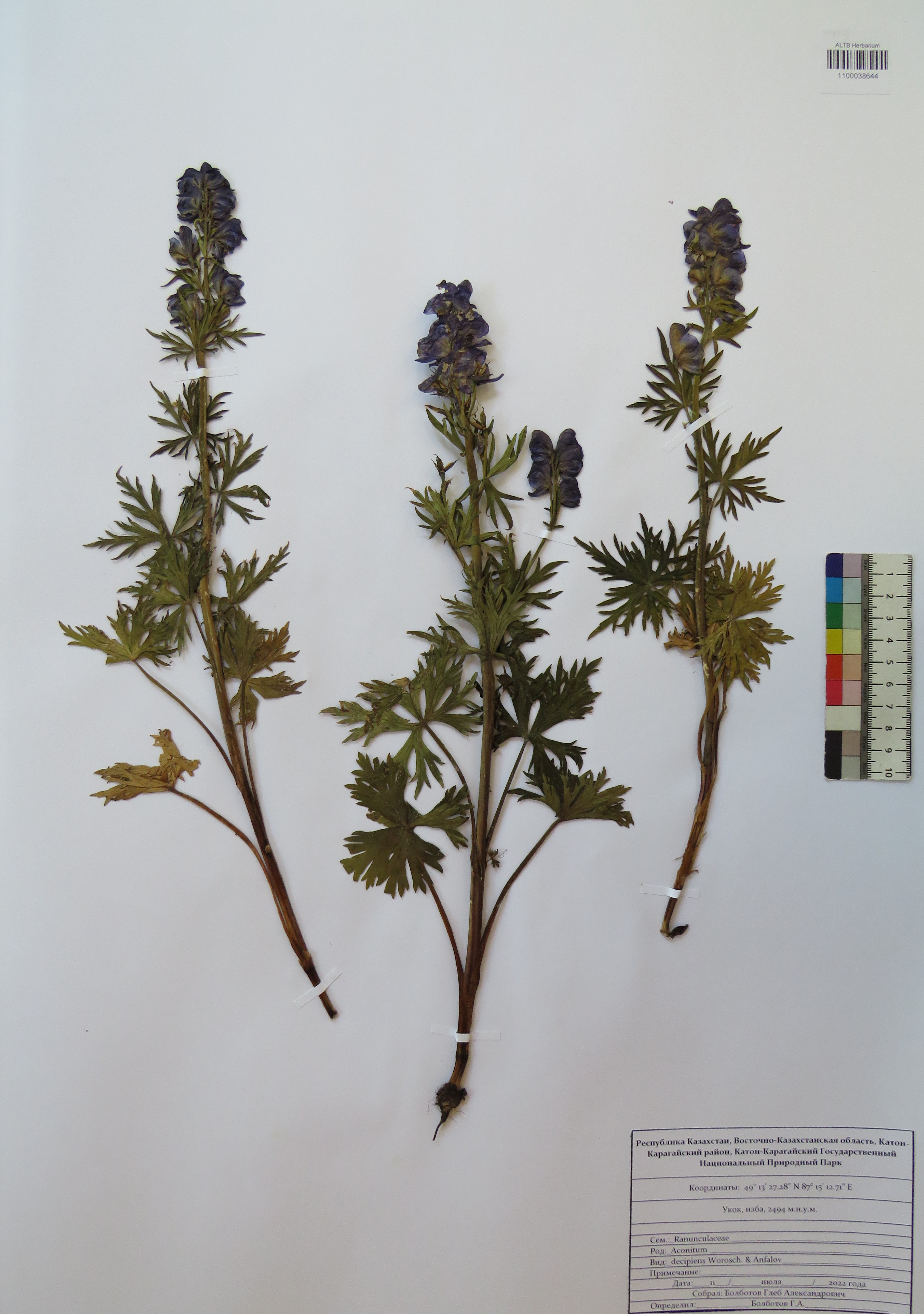 Aconitum decipiens Vorosch. & Anfalov