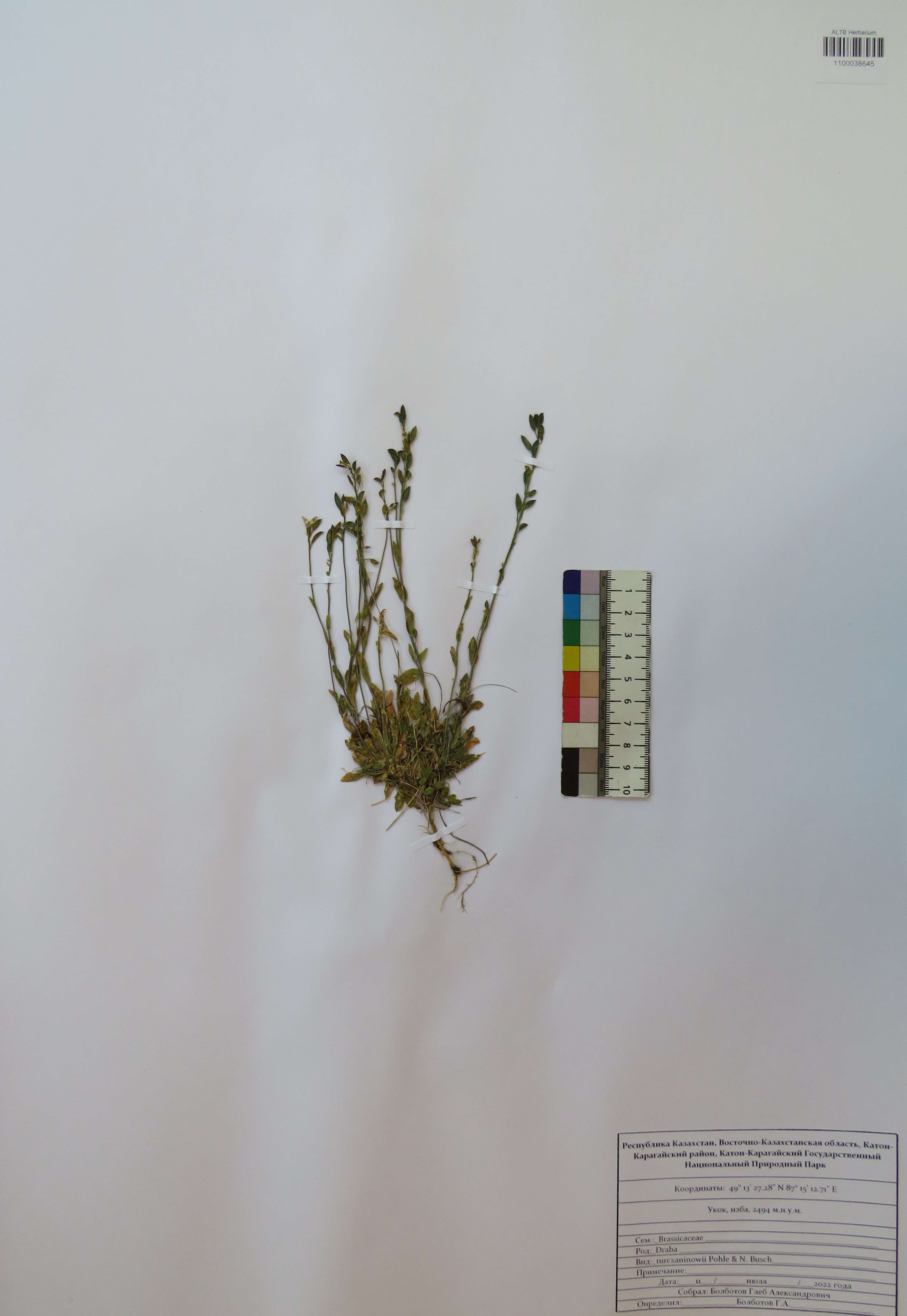 Draba turczaninovii Pohle & N.Busch