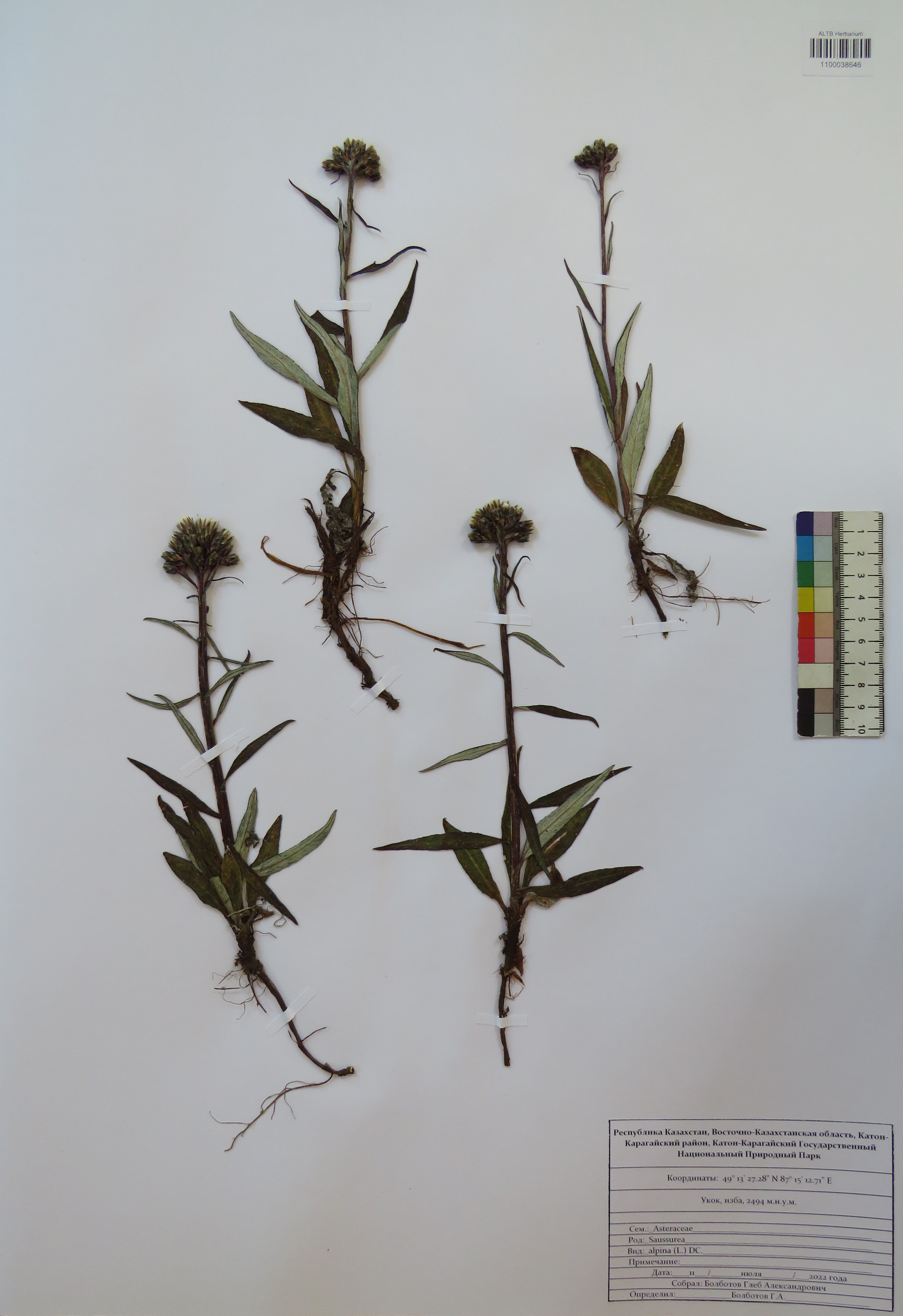 Saussurea alpina (L.) DC.
