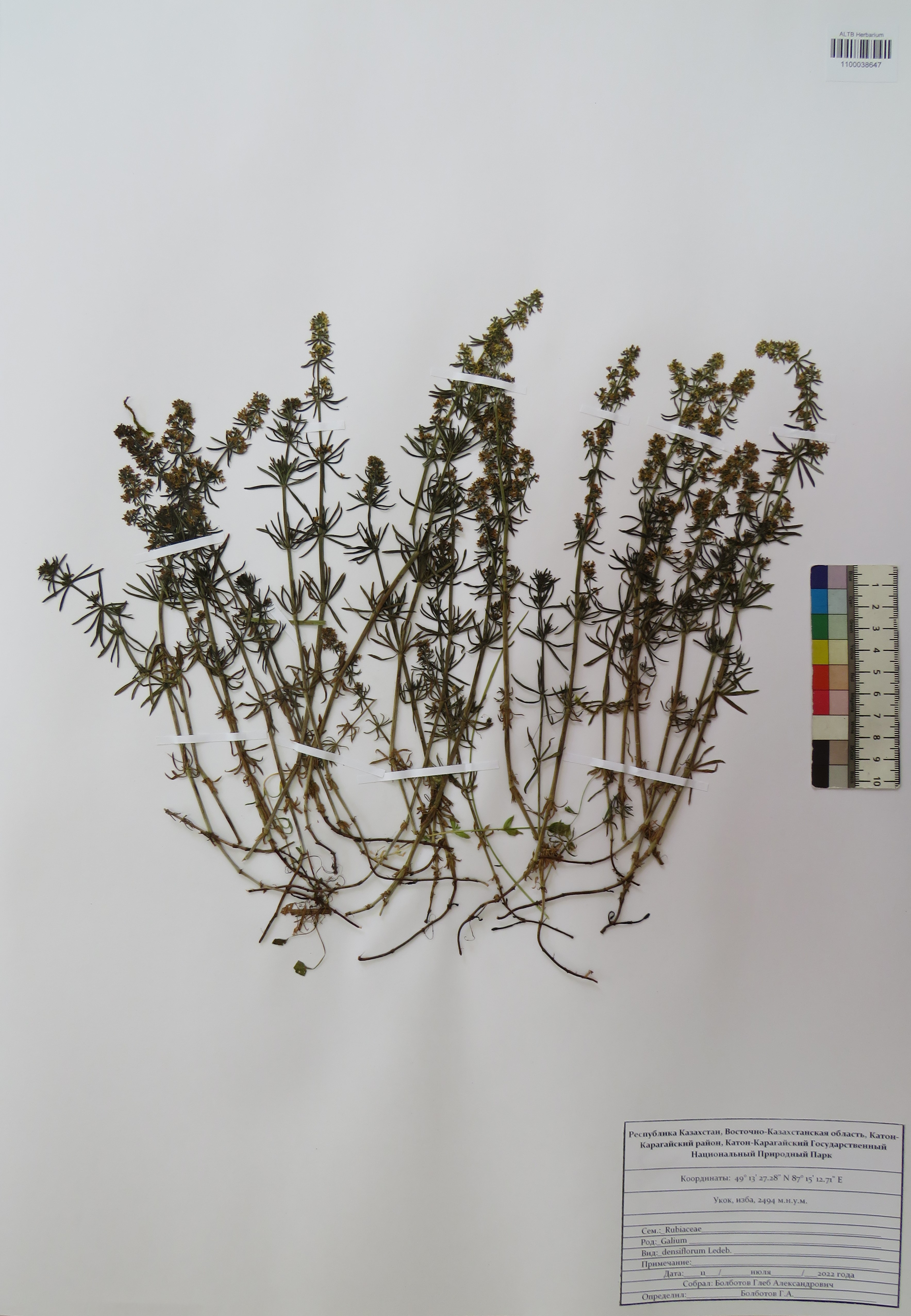 Galium densiflorum Ledeb.