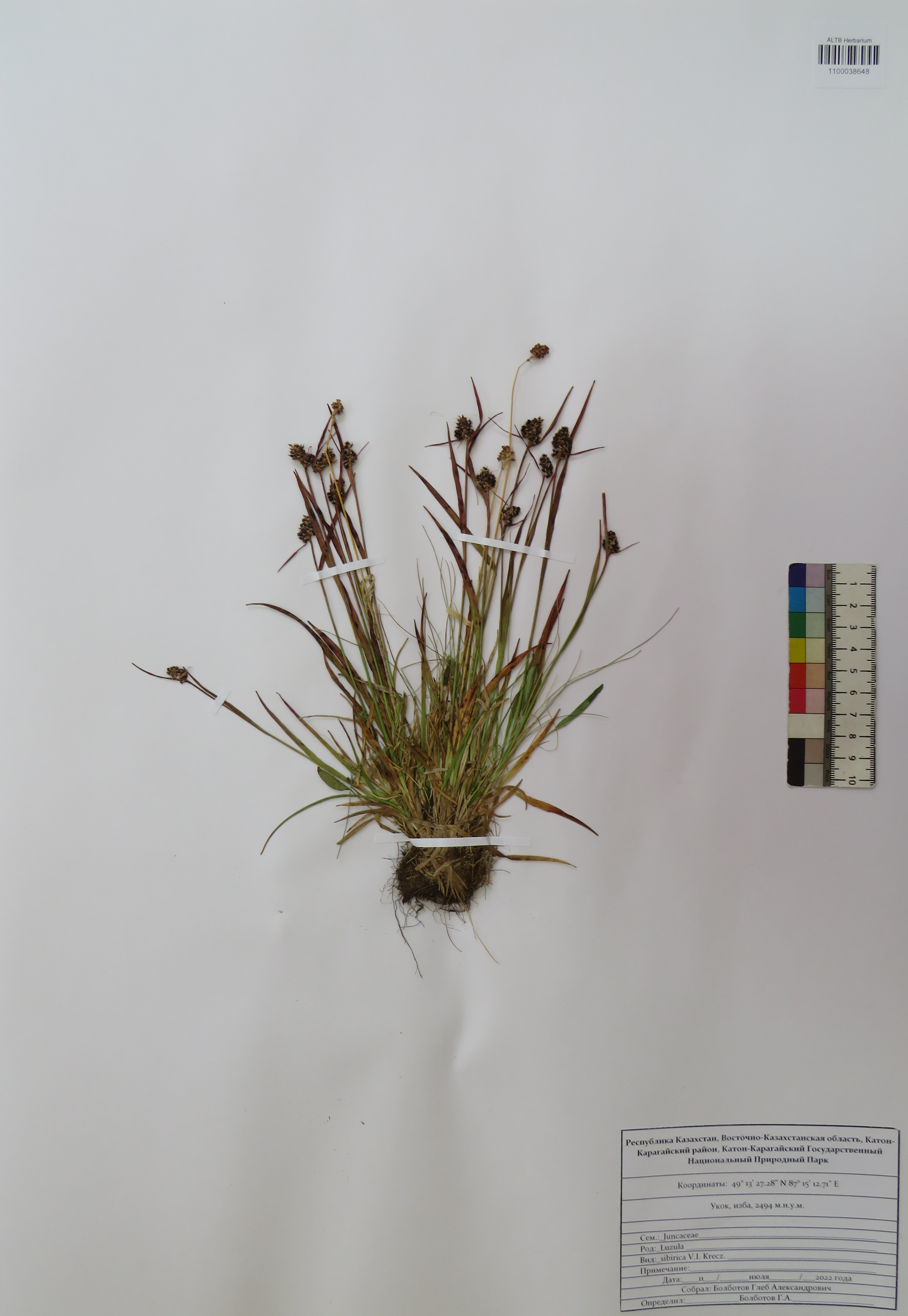 Luzula sibirica V.I.Krecz.