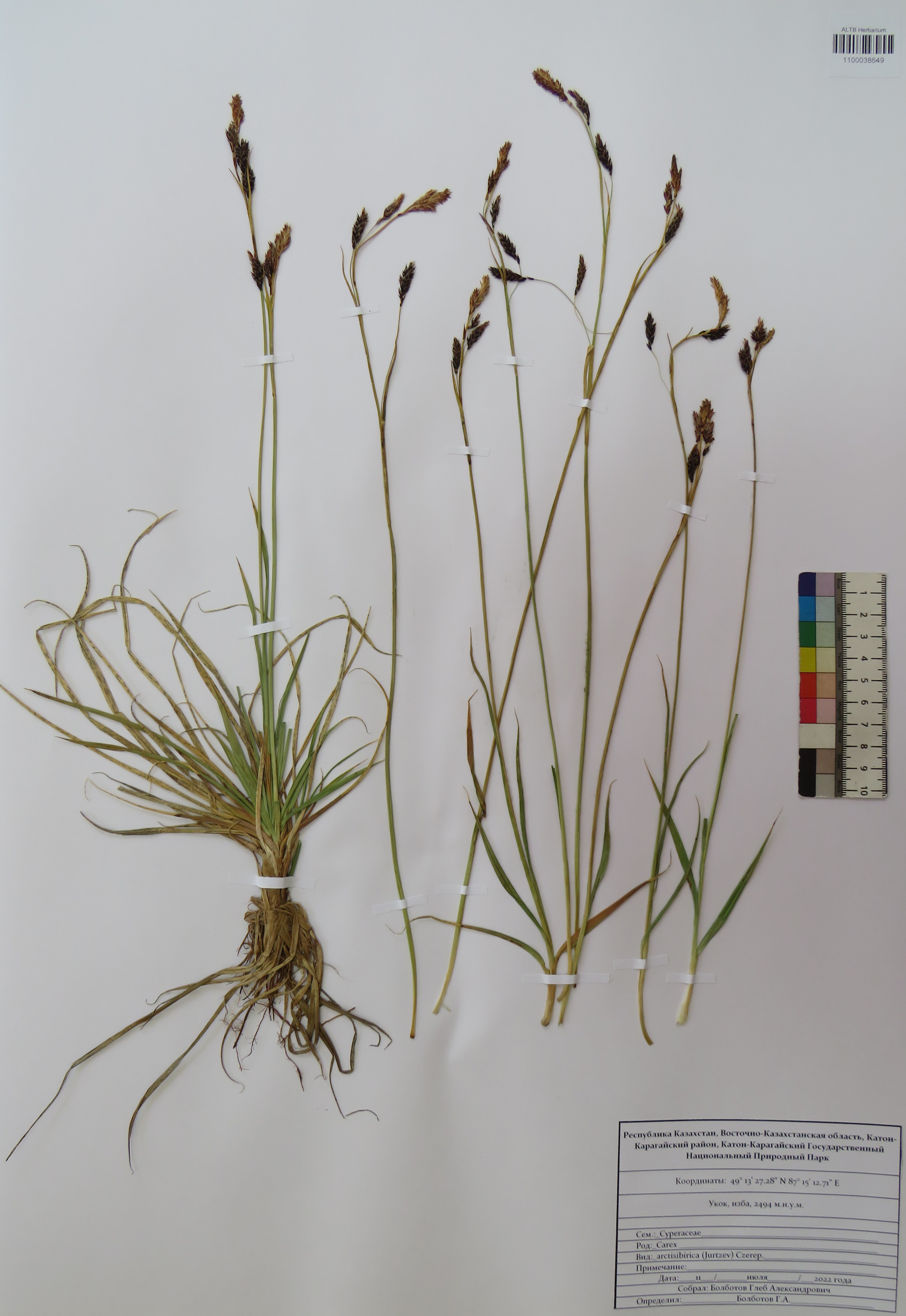 Carex arctisibirica (Jurtzev) Czerep.