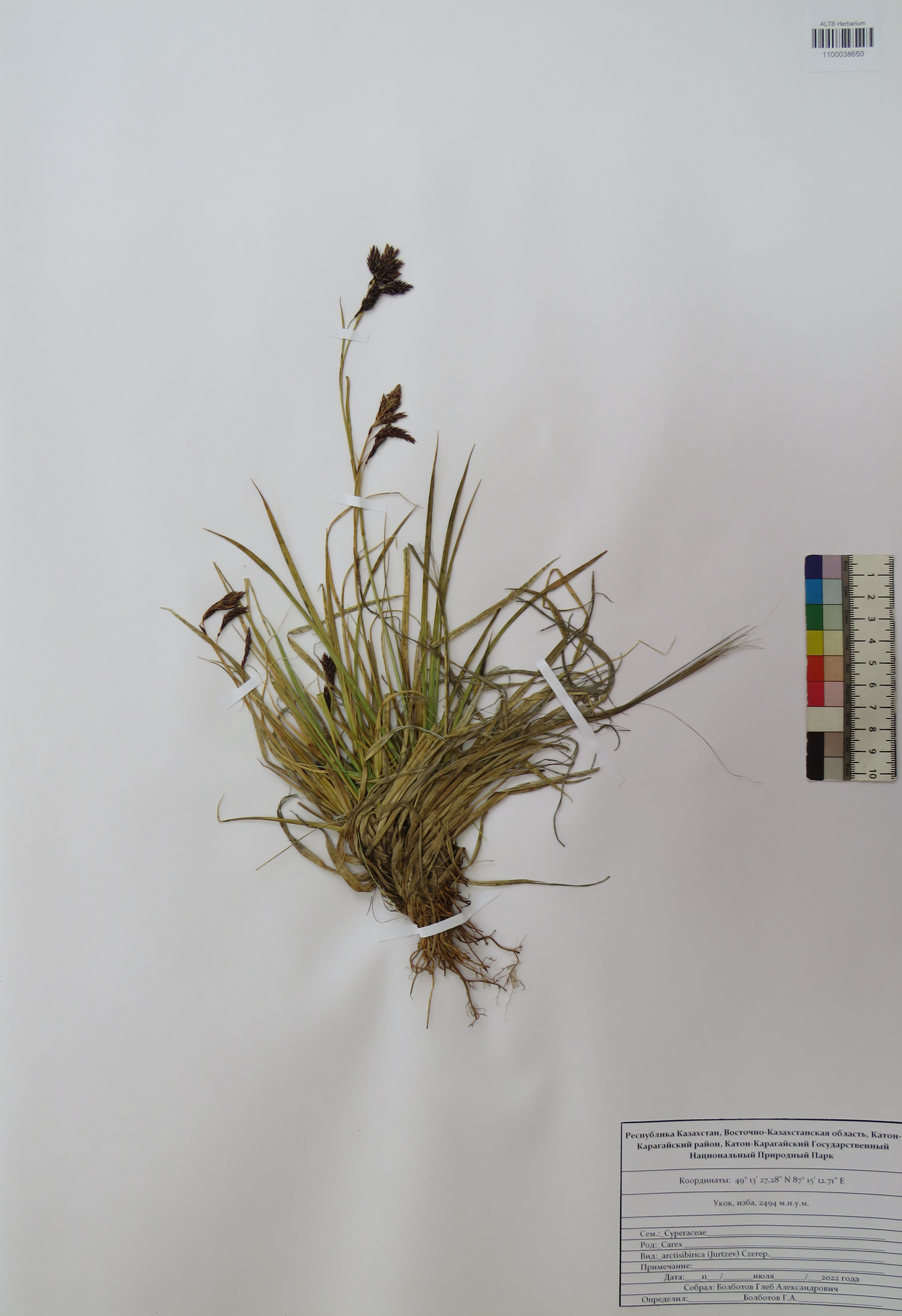 Carex arctisibirica (Jurtzev) Czerep.