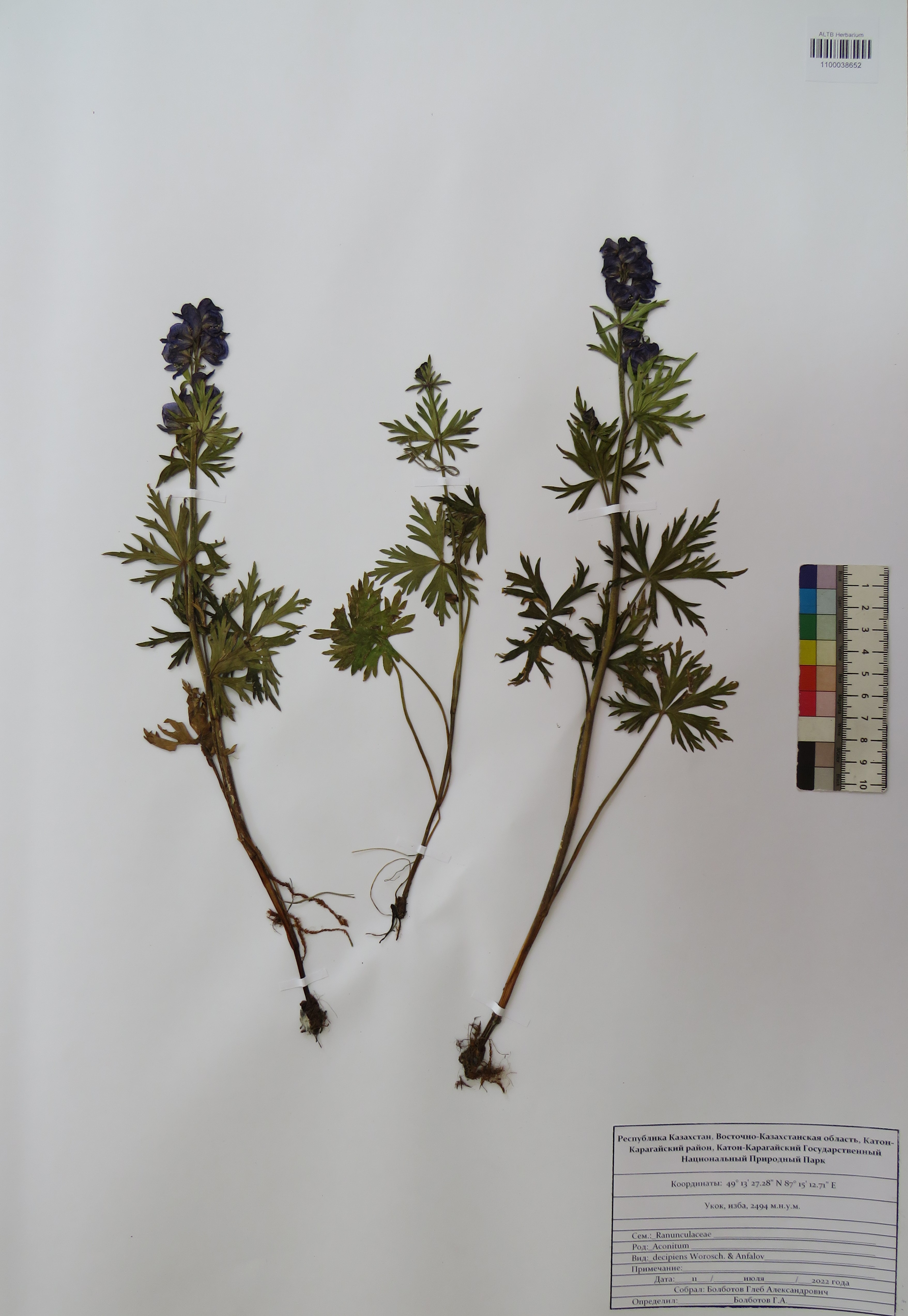 Aconitum decipiens Vorosch. & Anfalov