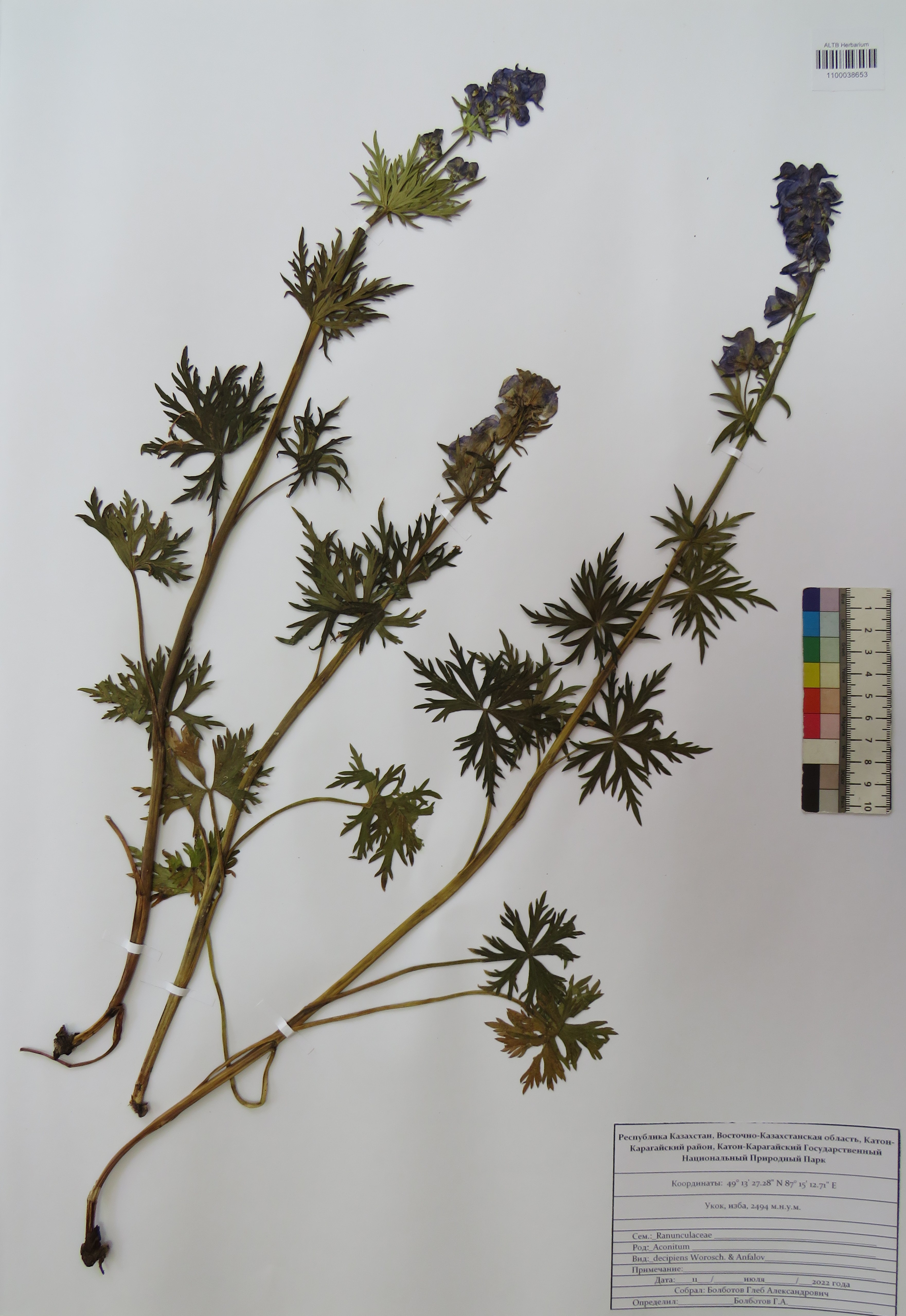 Aconitum decipiens Vorosch. & Anfalov