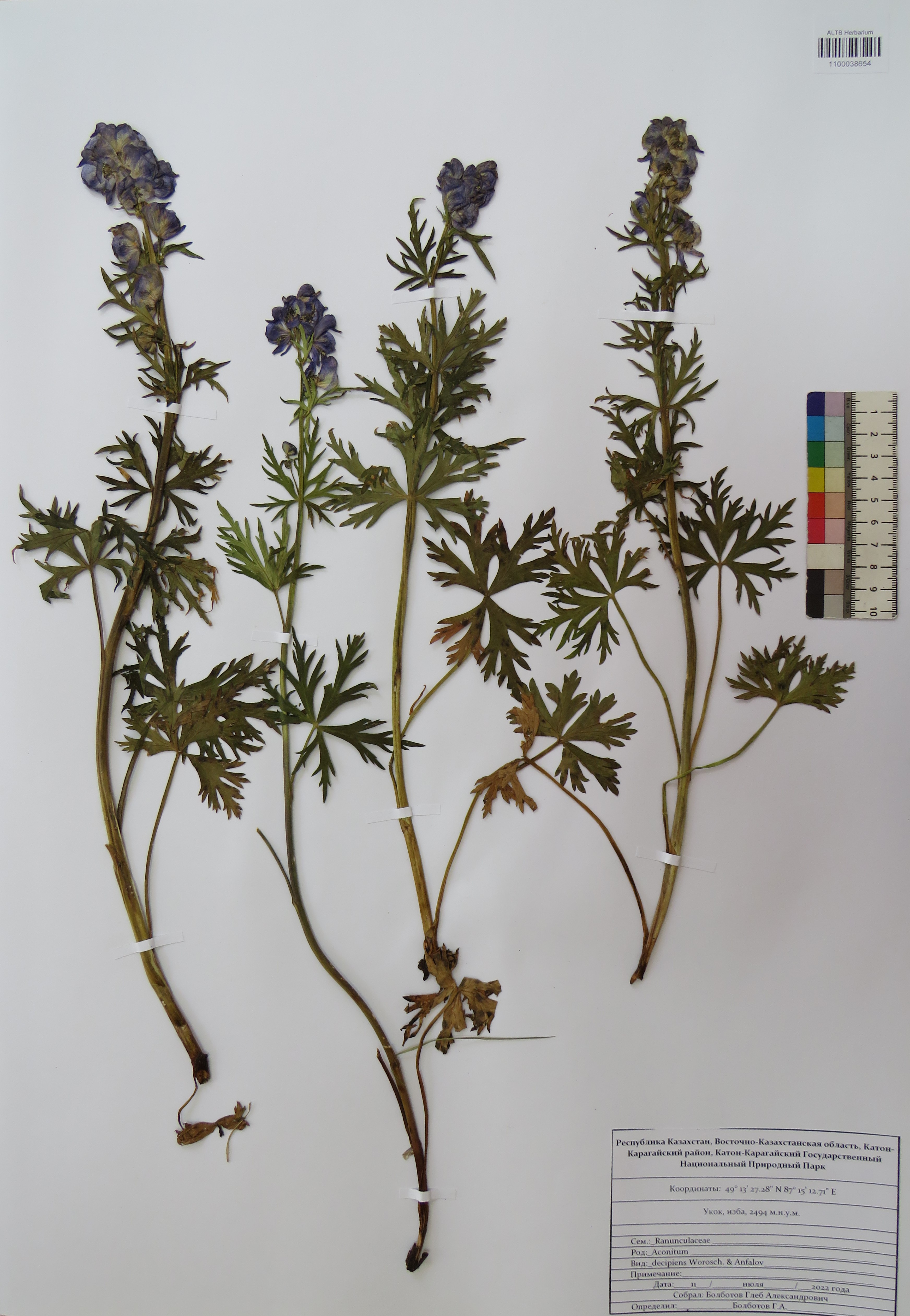 Aconitum decipiens Vorosch. & Anfalov