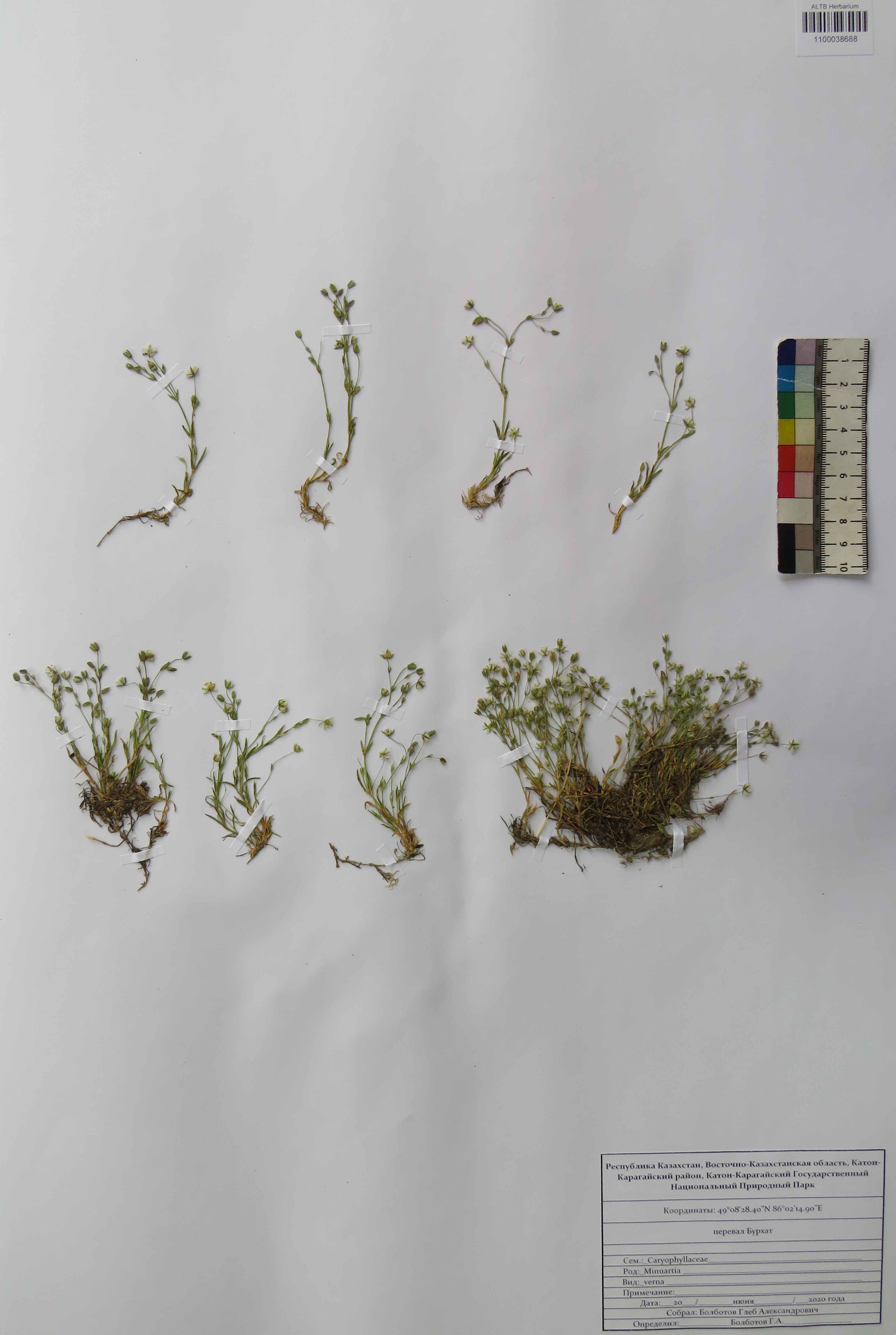 Minuartia verna (L.) Hiern