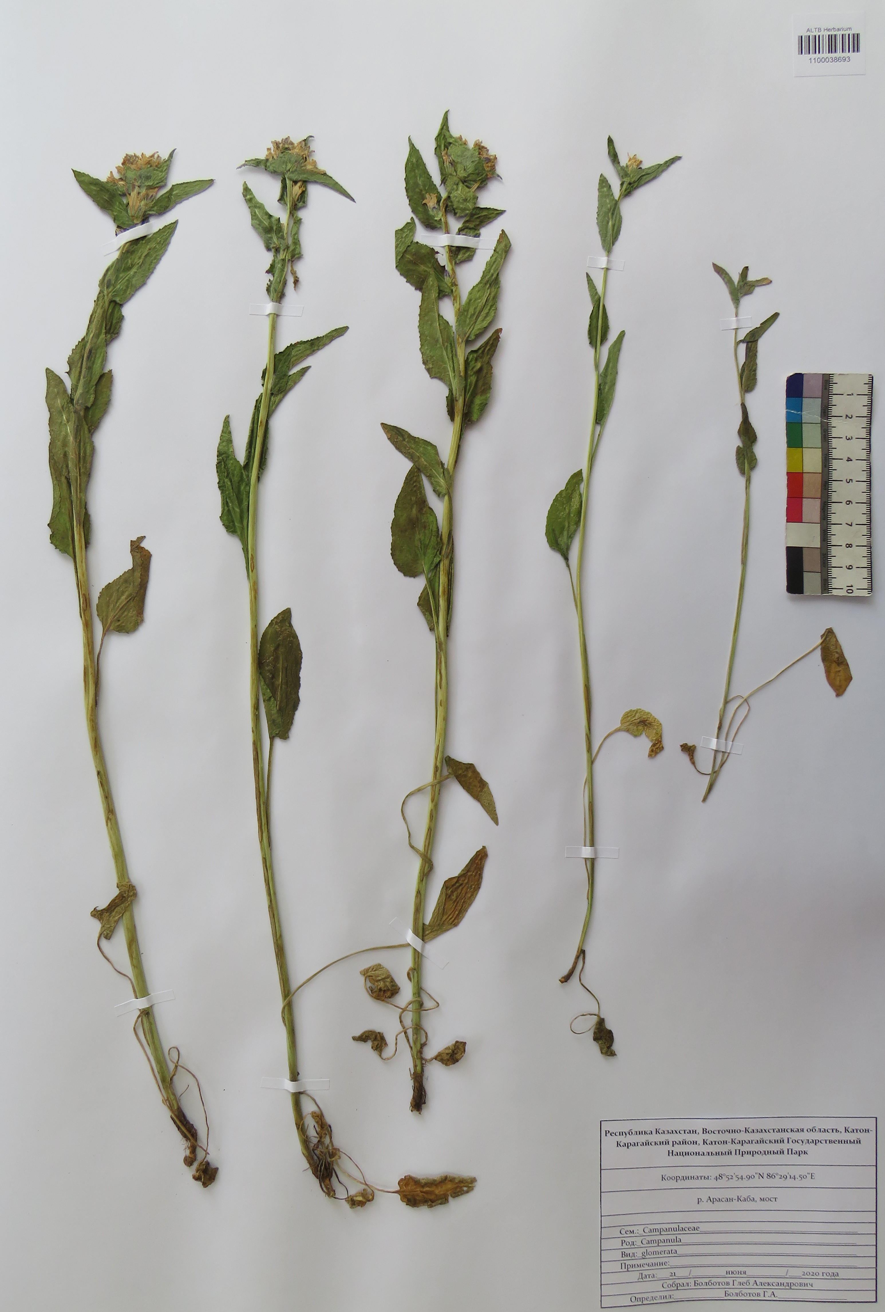 Campanula glomerata L.