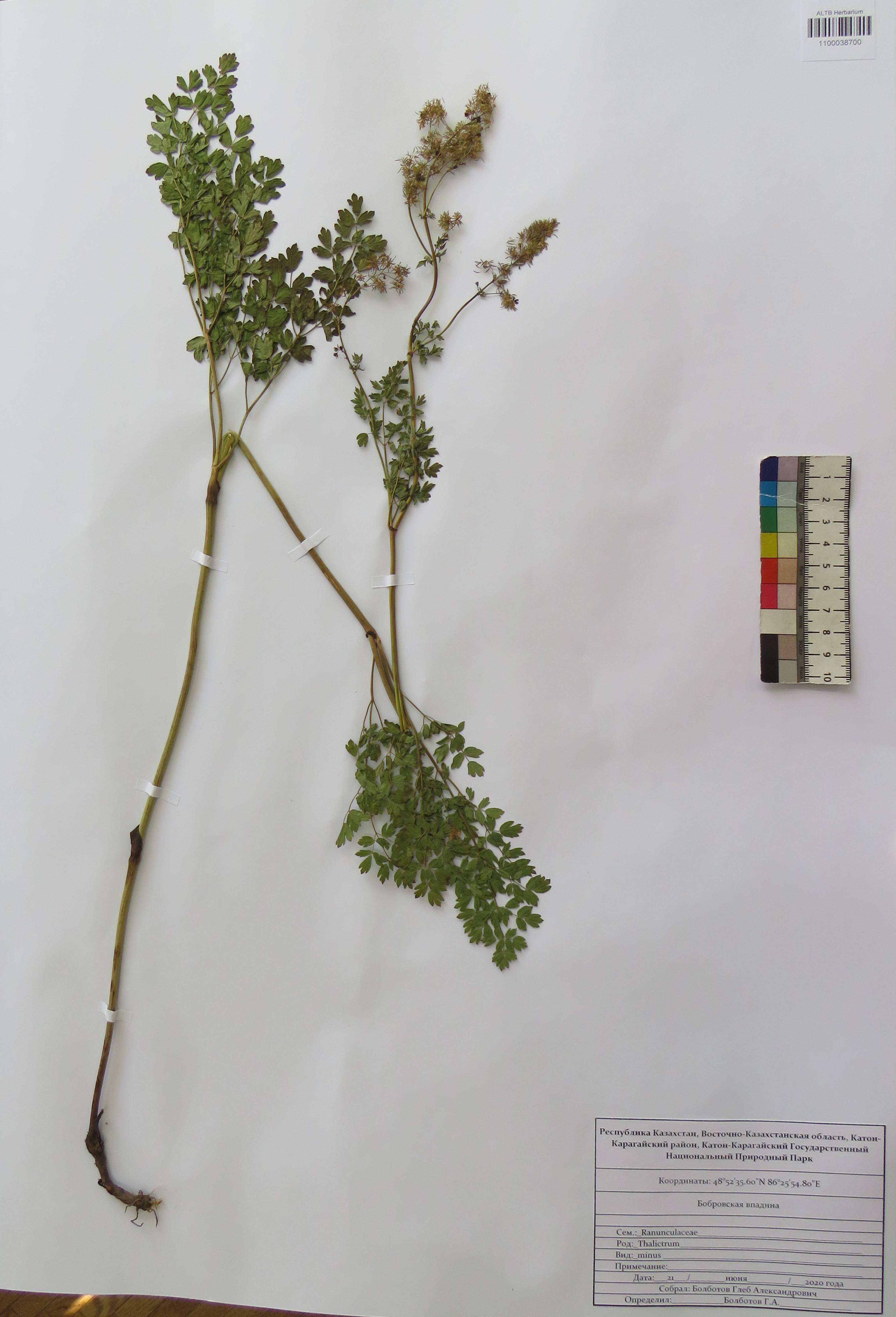 Thalictrum minus L.