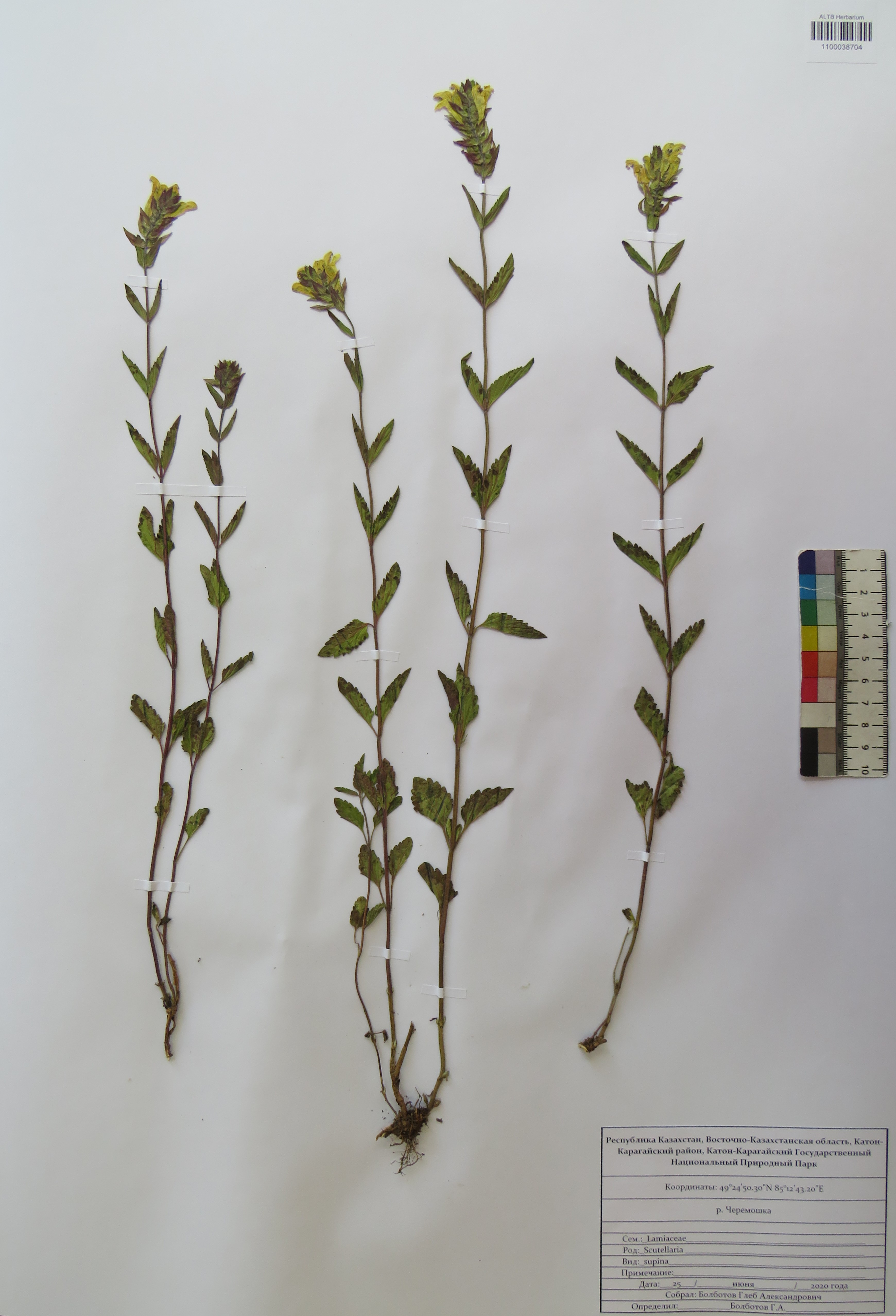 Scutellaria supina L.