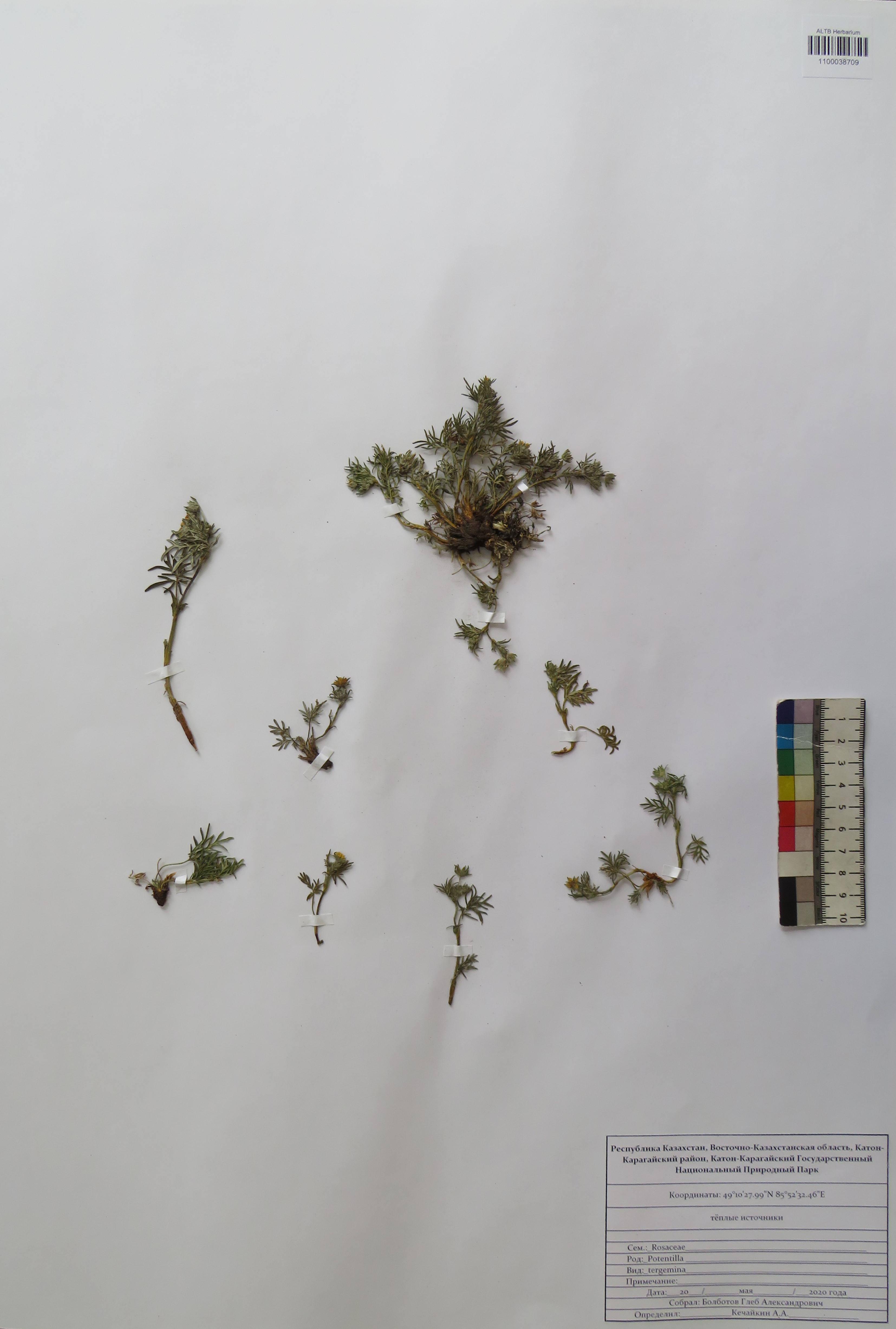 Potentilla tergemina Soják