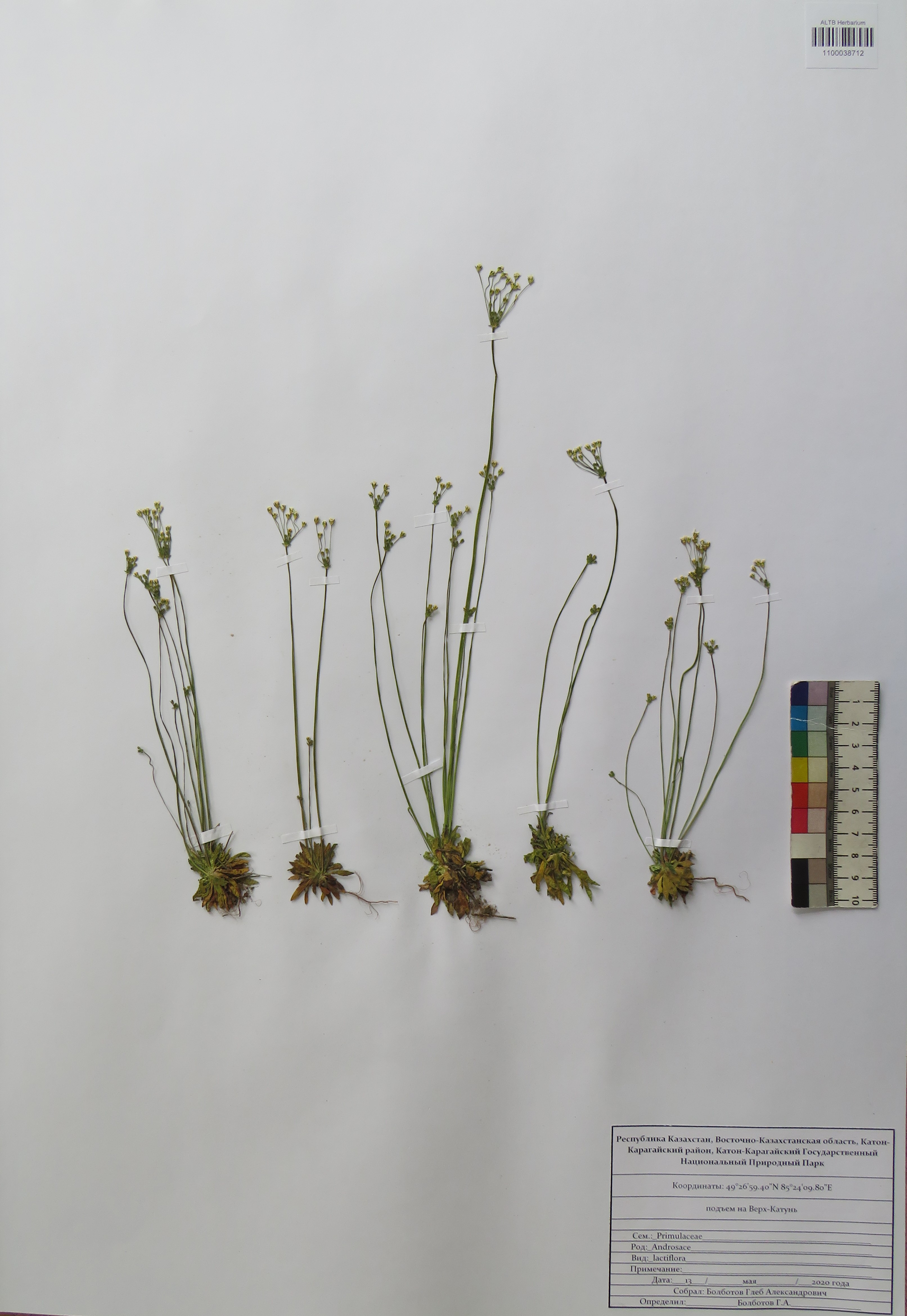 Androsace lactiflora Fisch. ex Willd.