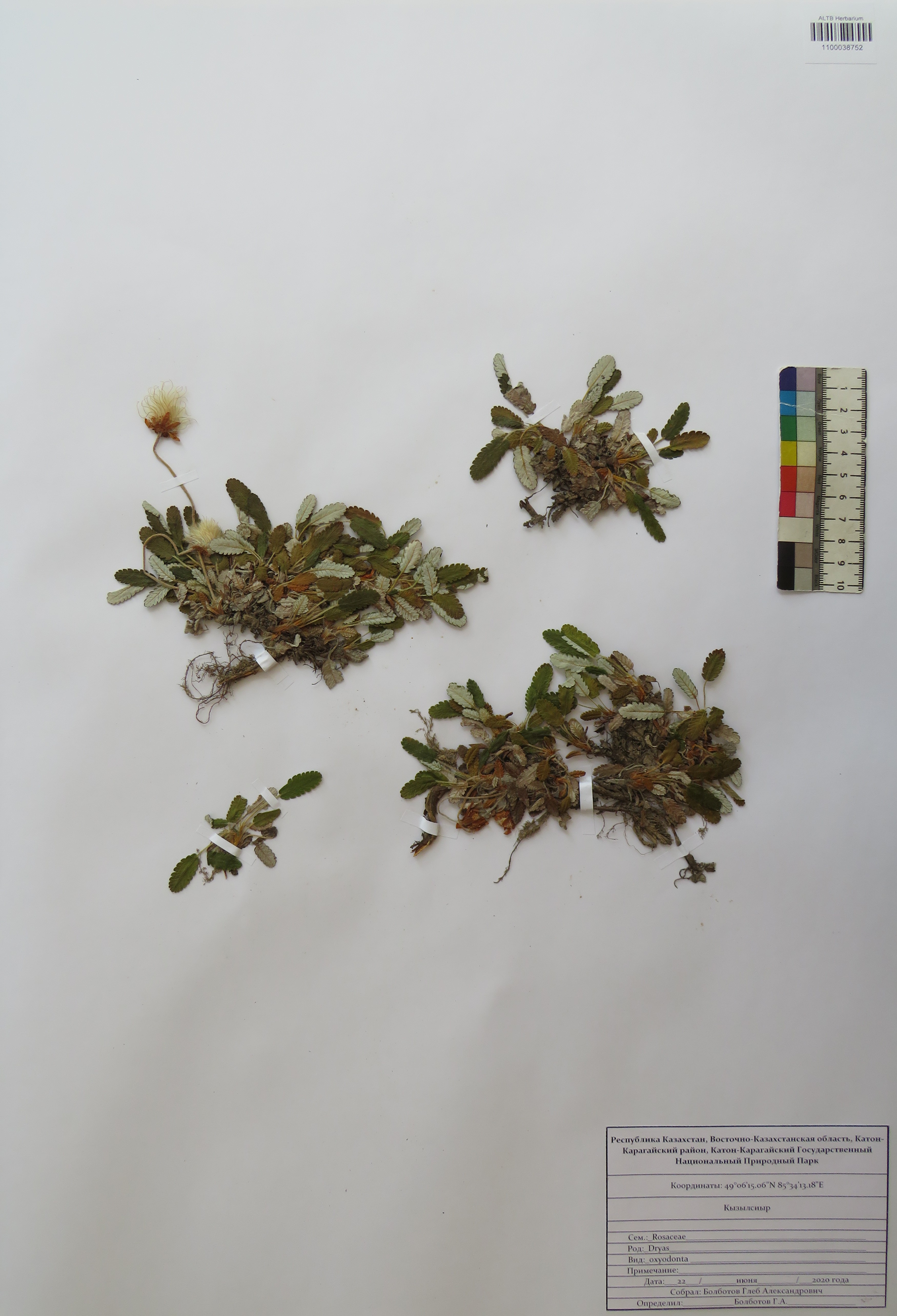 Dryas oxyodonta Juz.