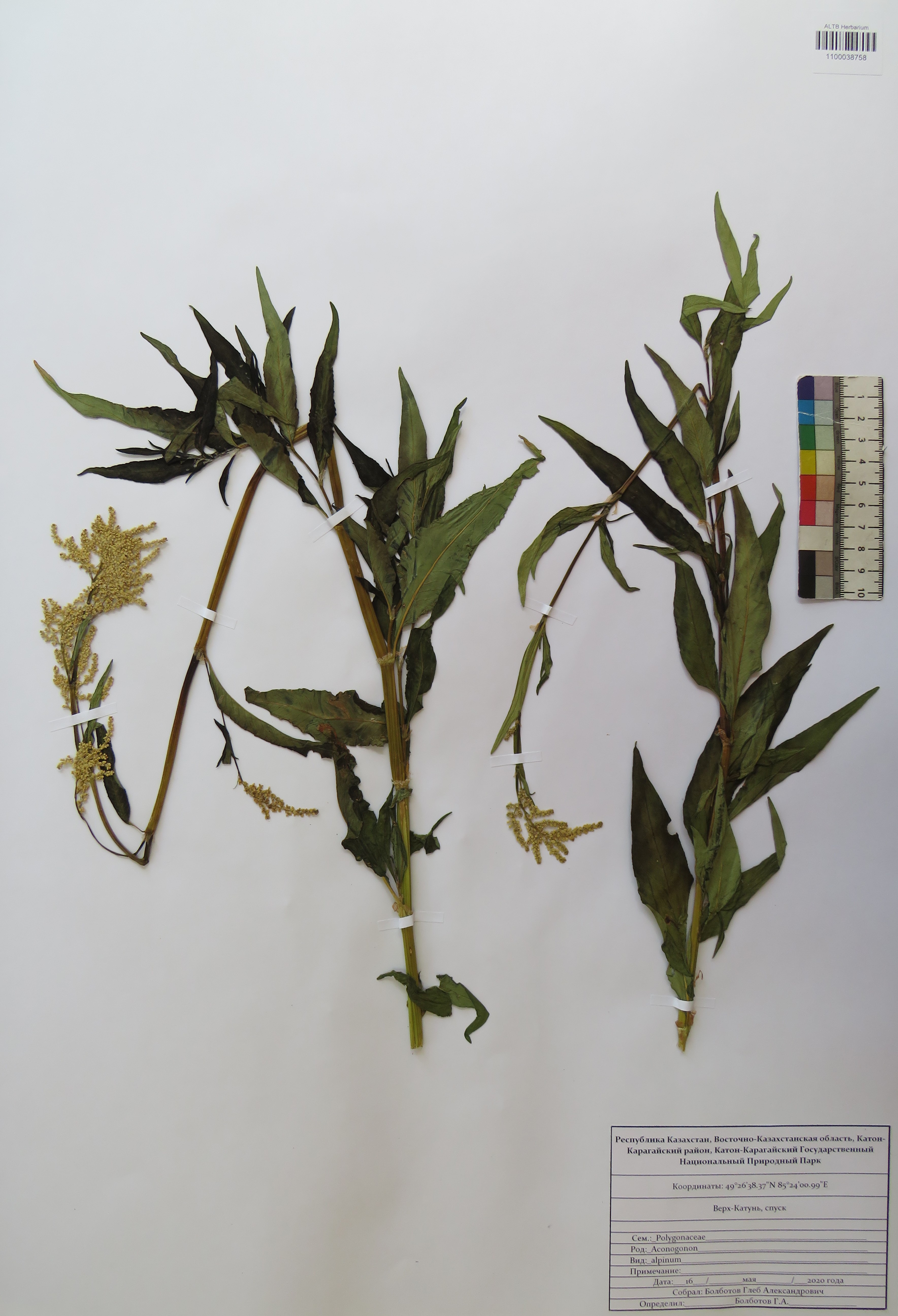 Aconogonon alpinum (All.) Schur