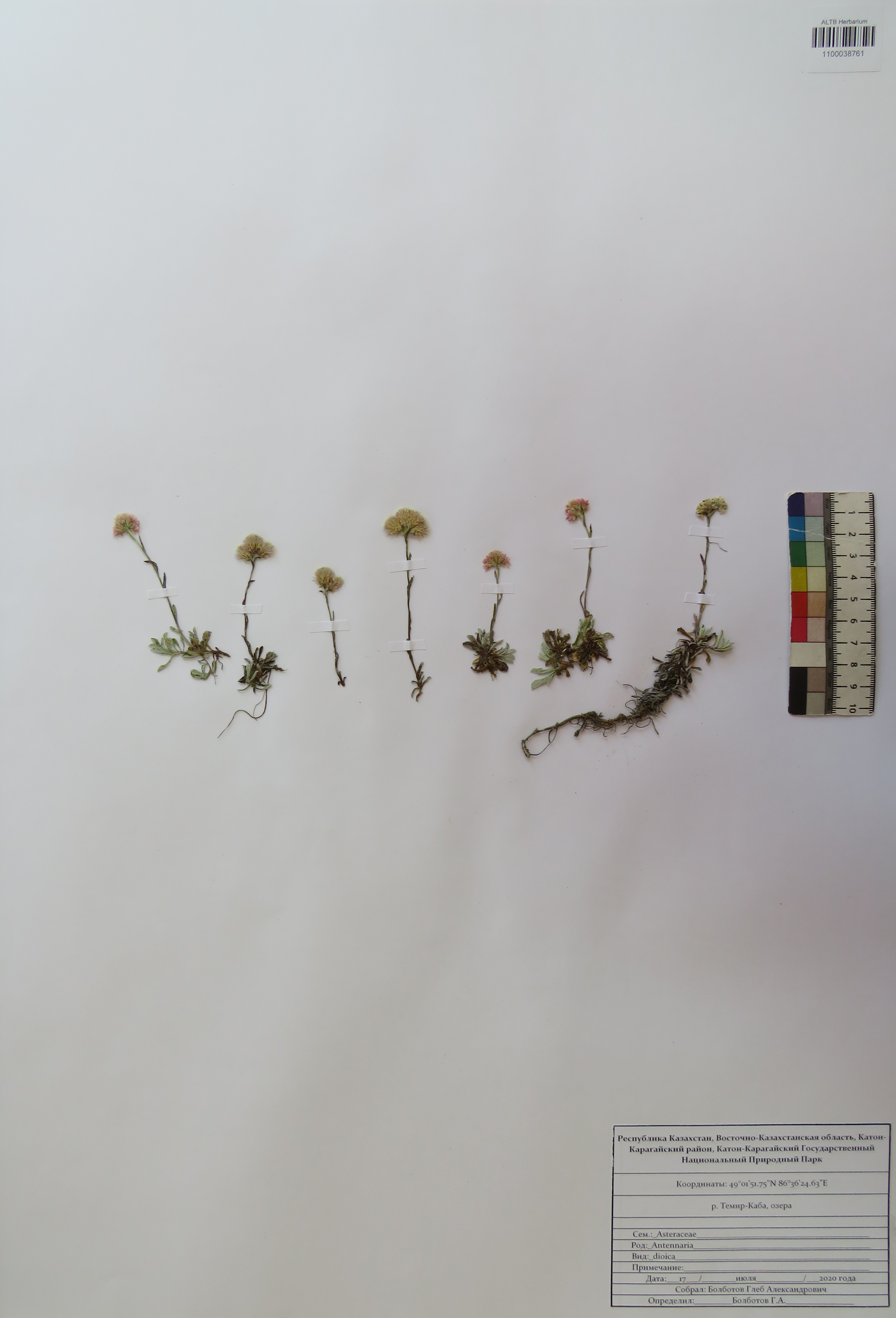 Antennaria dioica (L.) Gaertn.