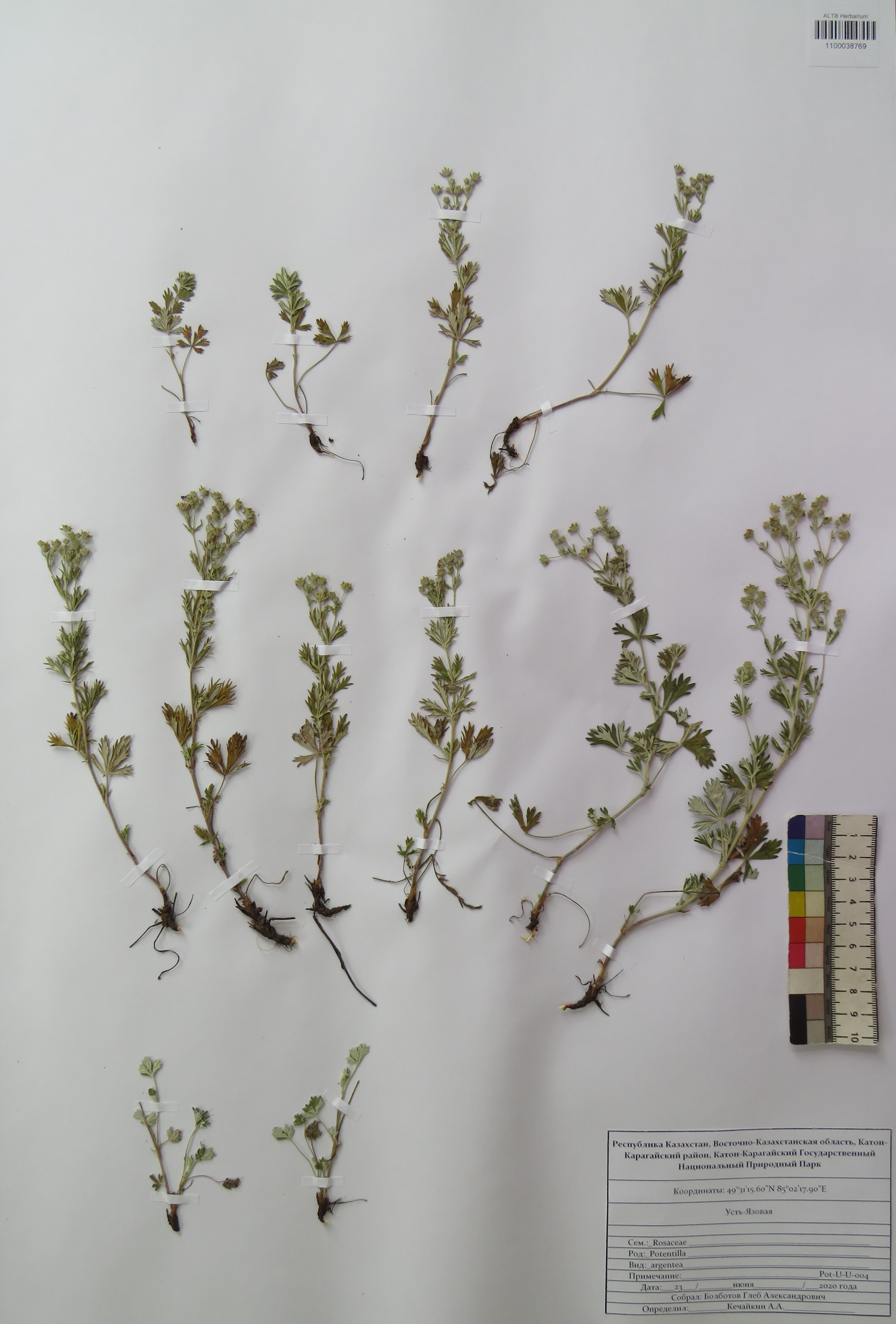 Potentilla argentea L.