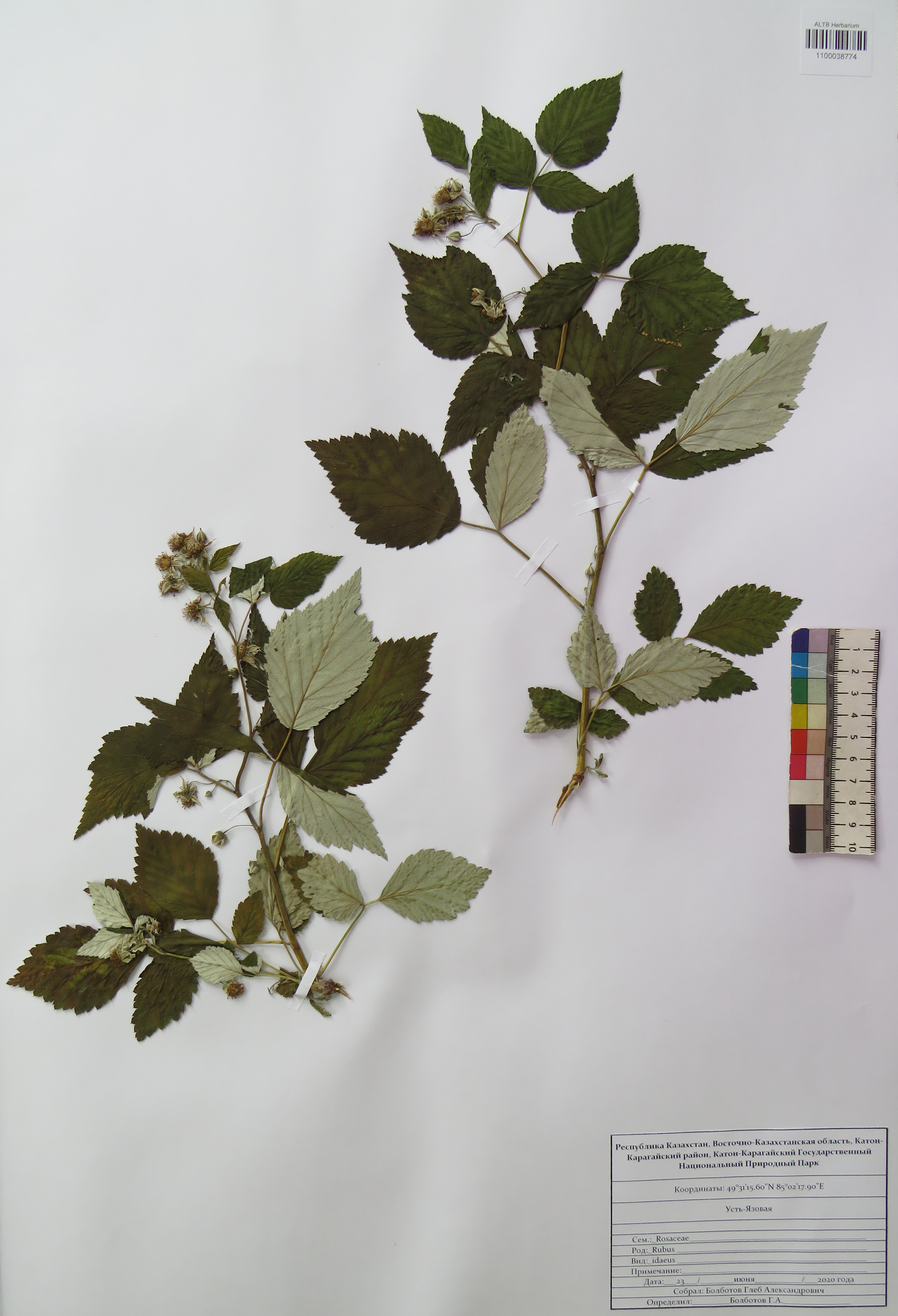 Rubus idaeus L.