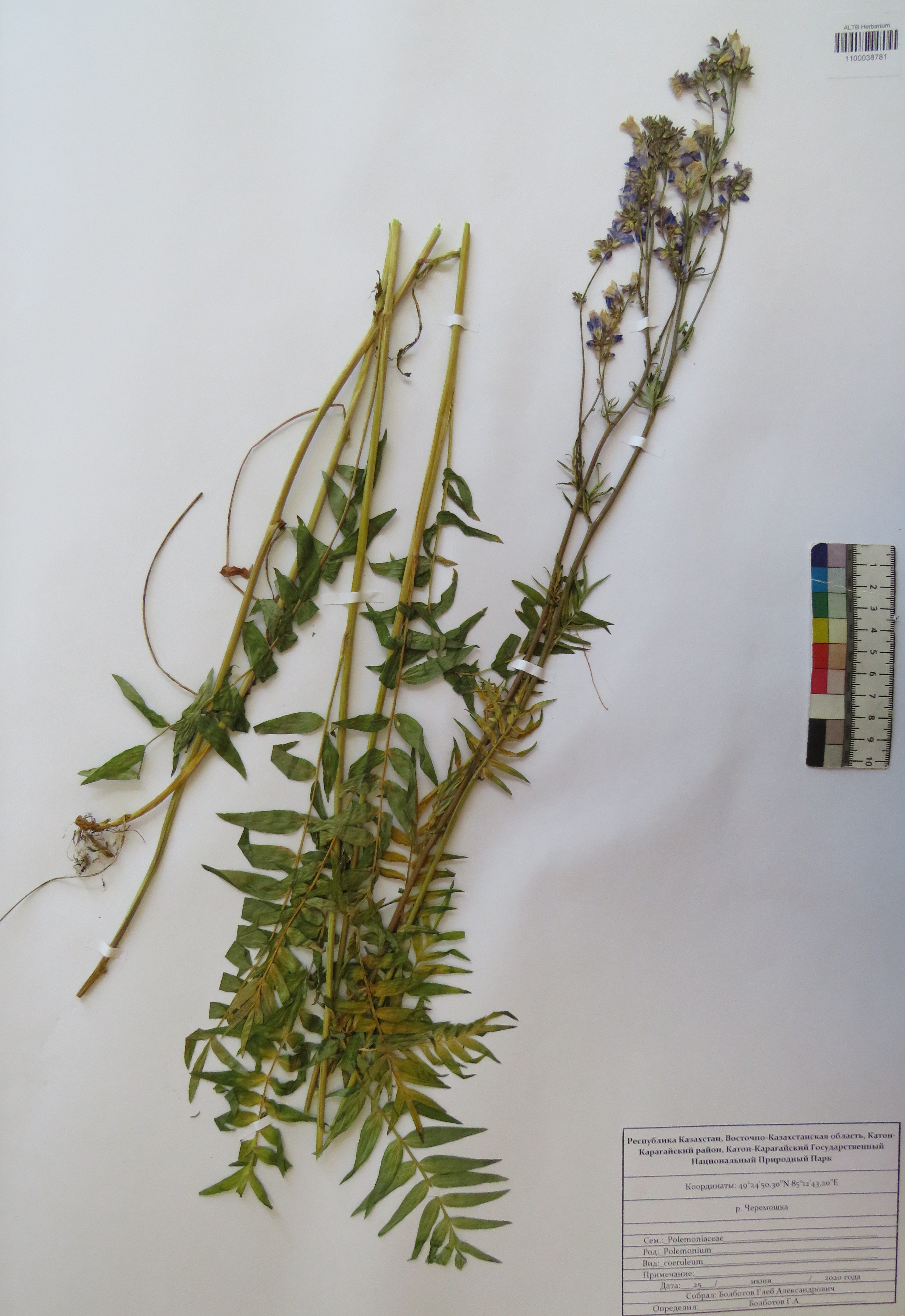 Polemonium caeruleum L.
