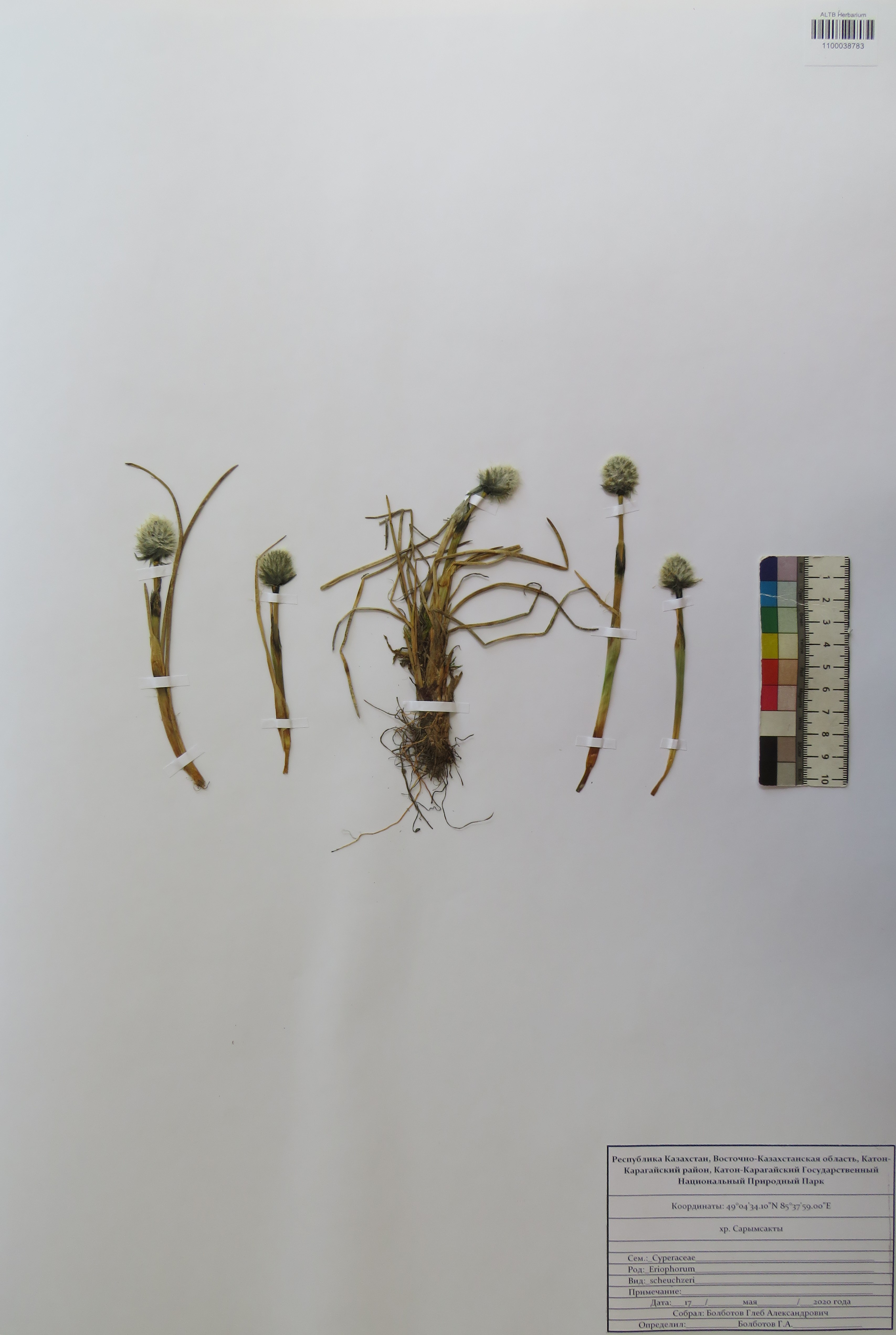 Eriophorum scheuchzeri Hoppe
