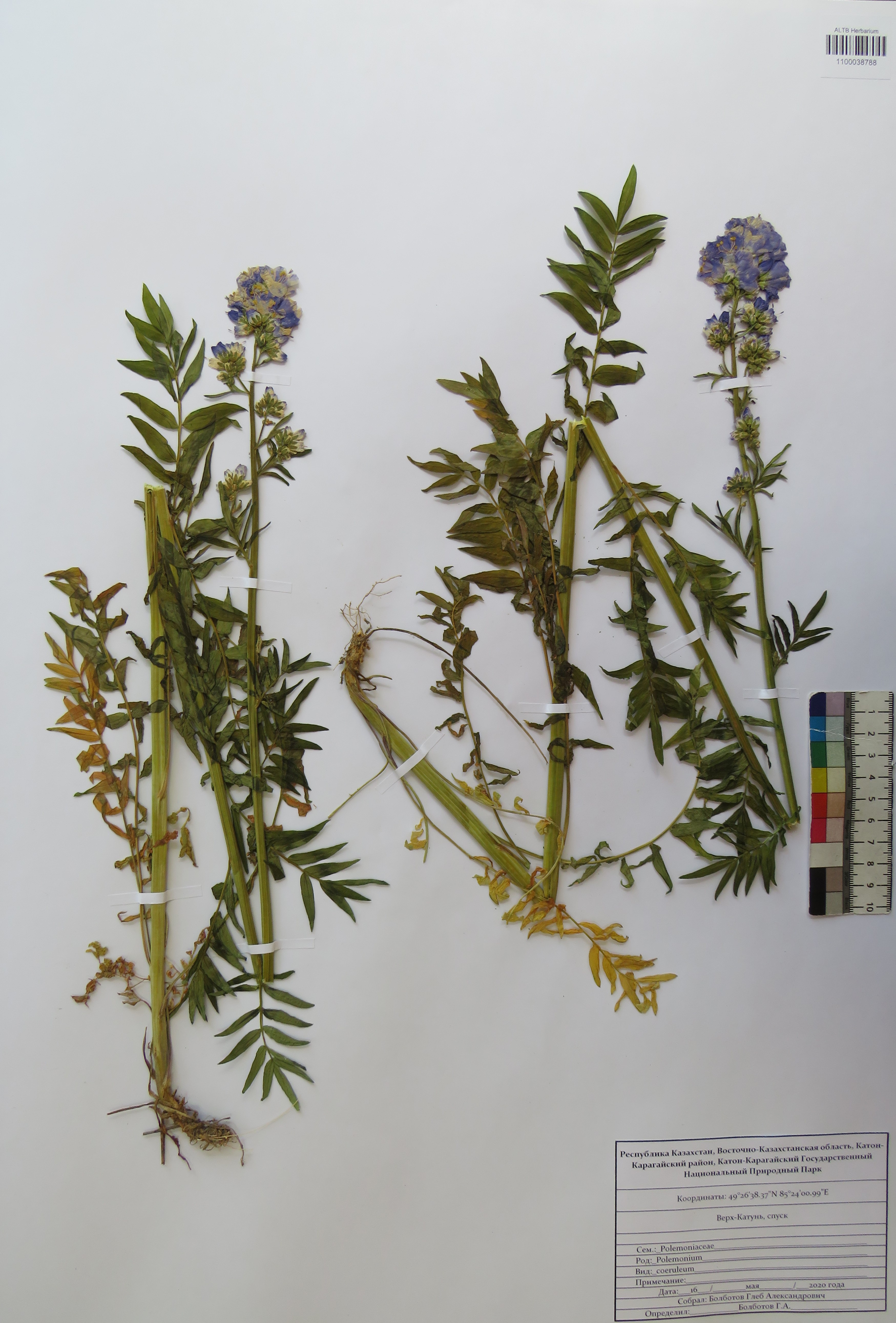 Polemonium caeruleum L.