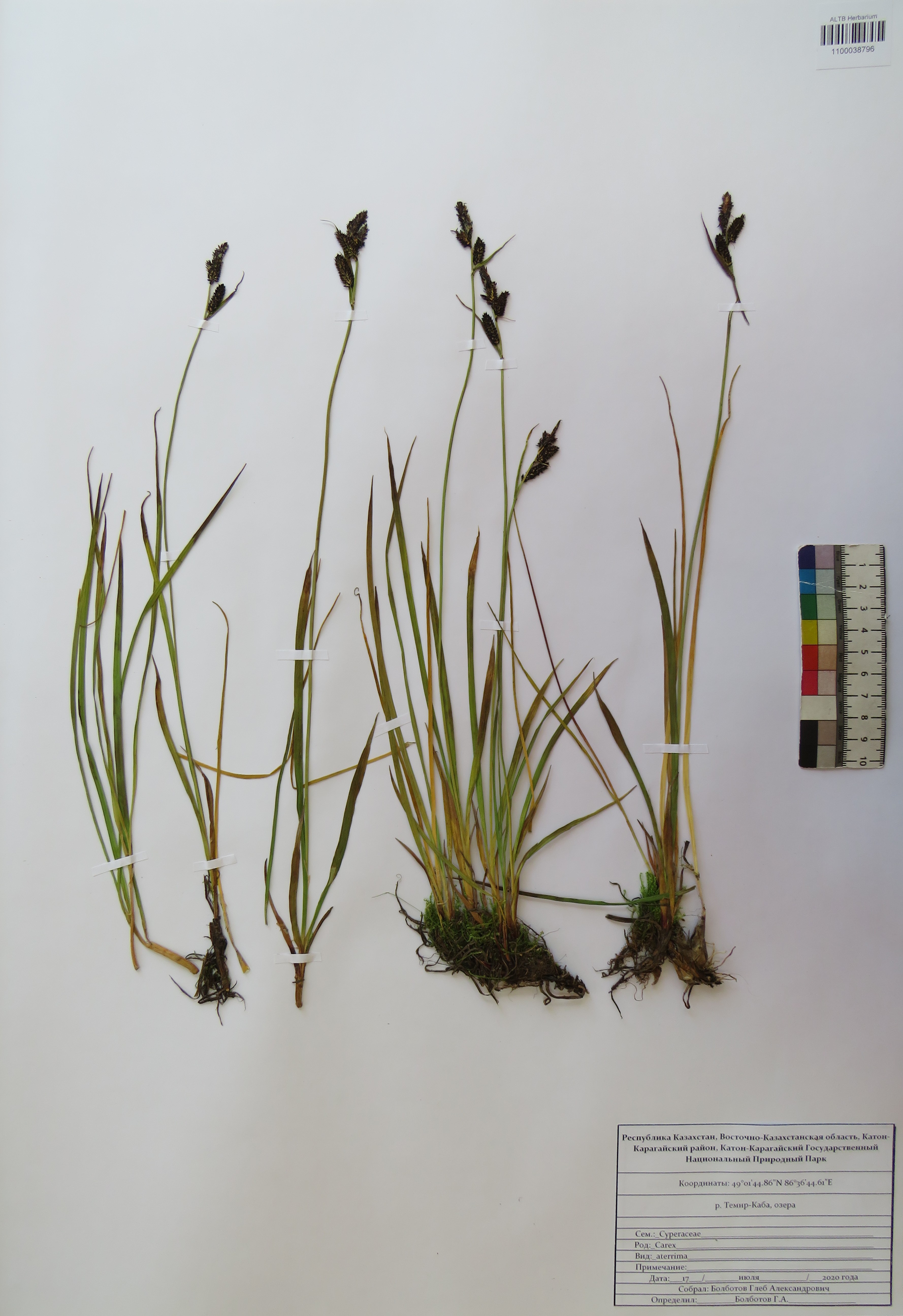 Carex aterrima Hoppe
