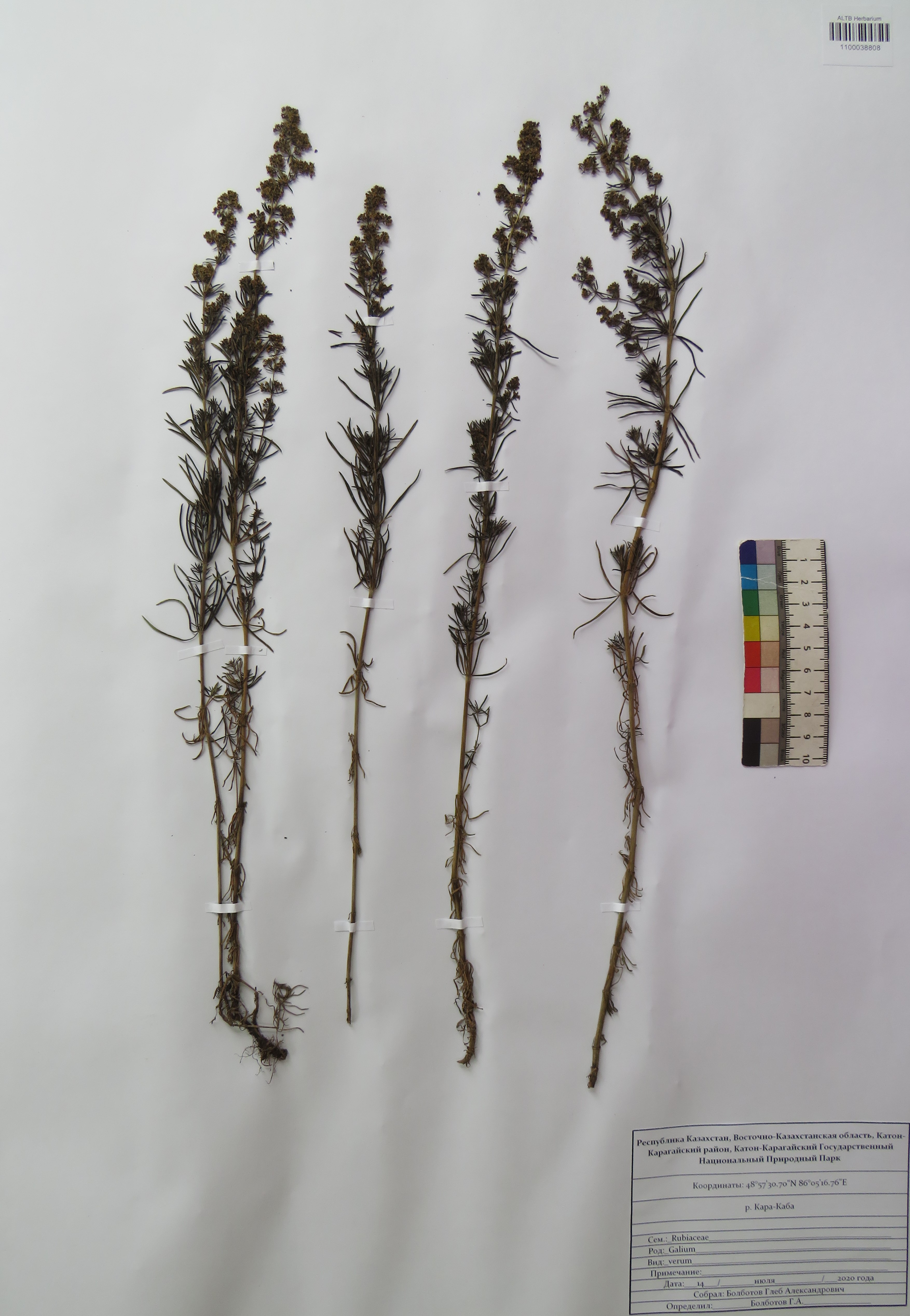 Galium verum L.