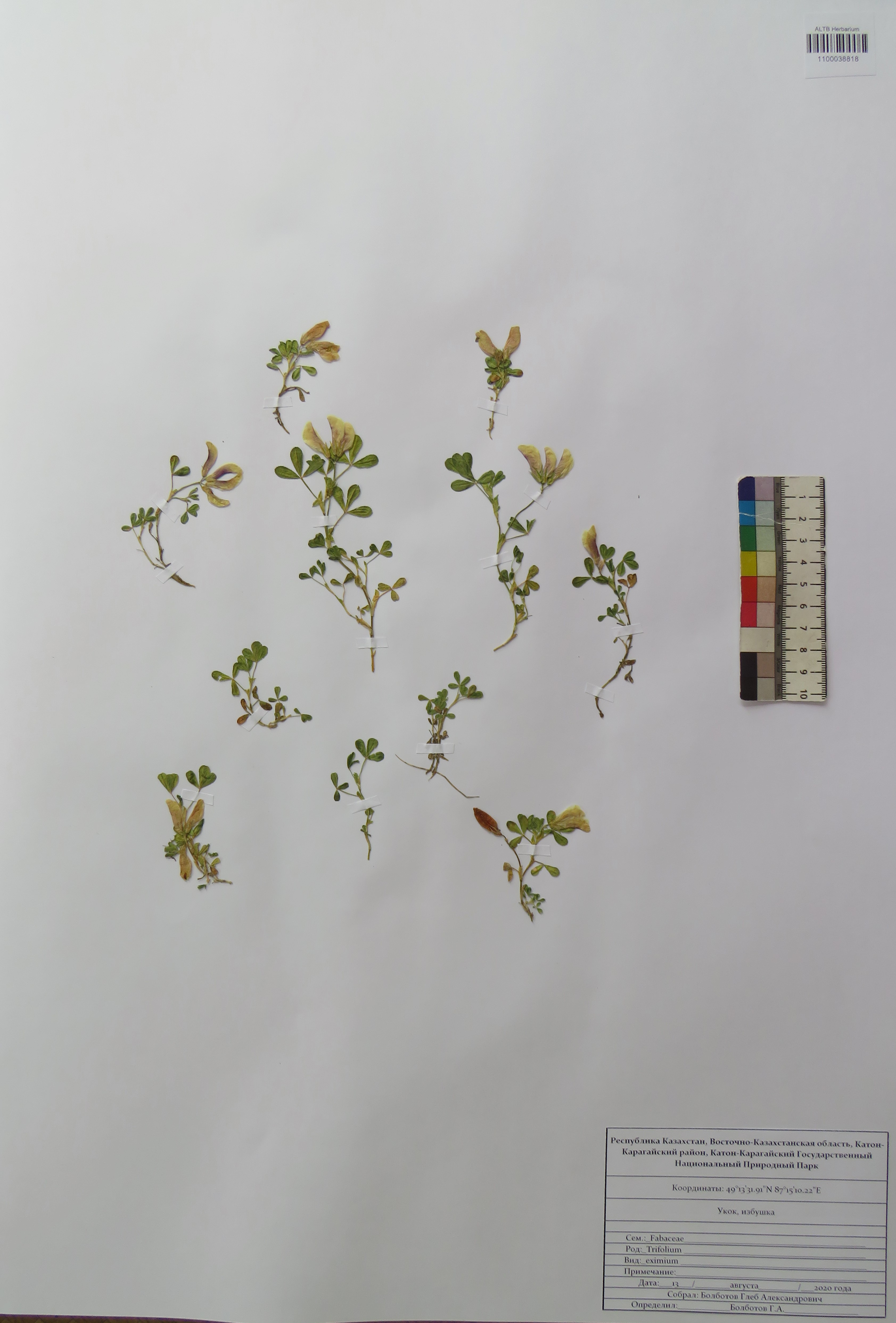 Trifolium eximium Steph. ex Ser.