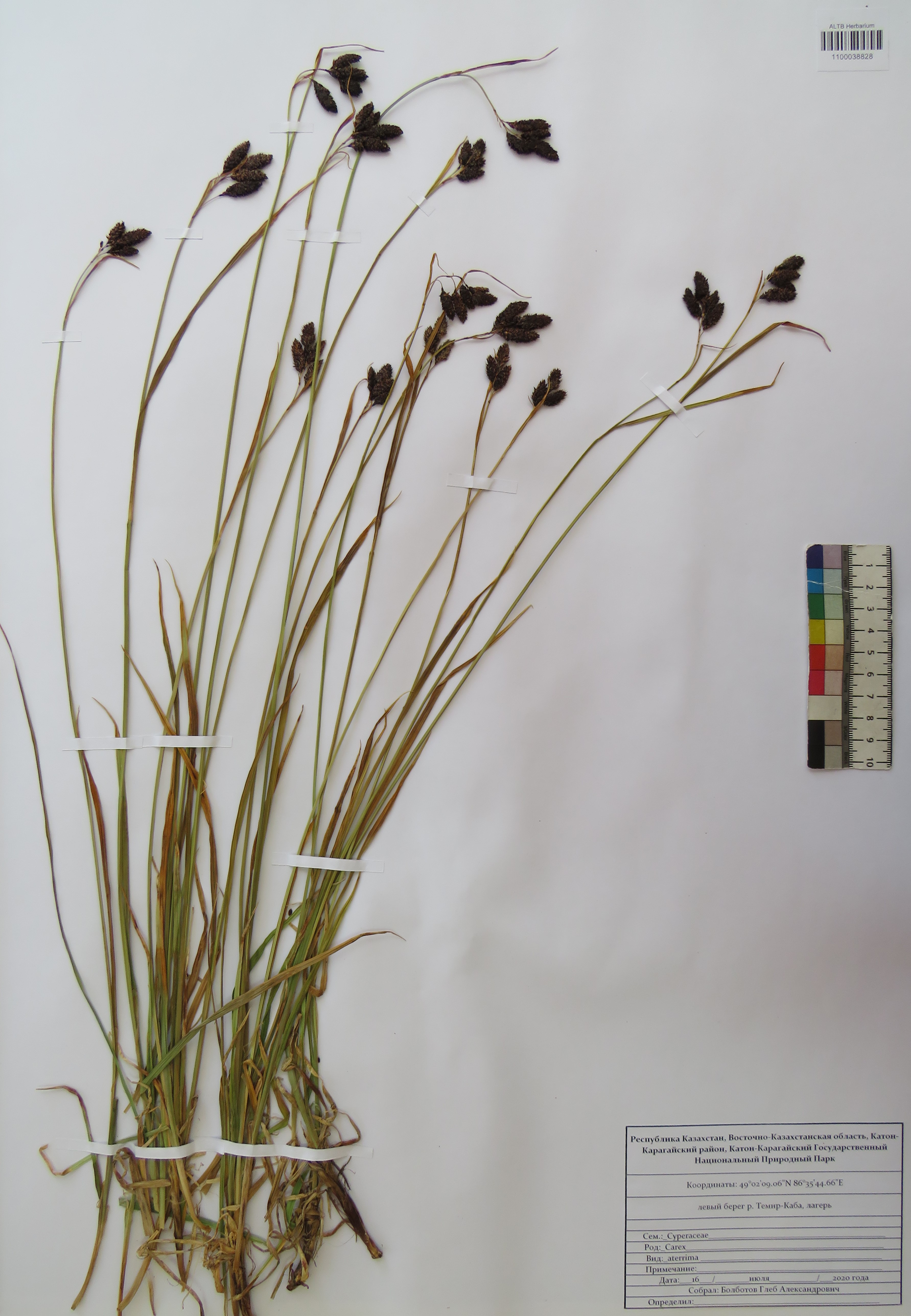 Carex aterrima Hoppe
