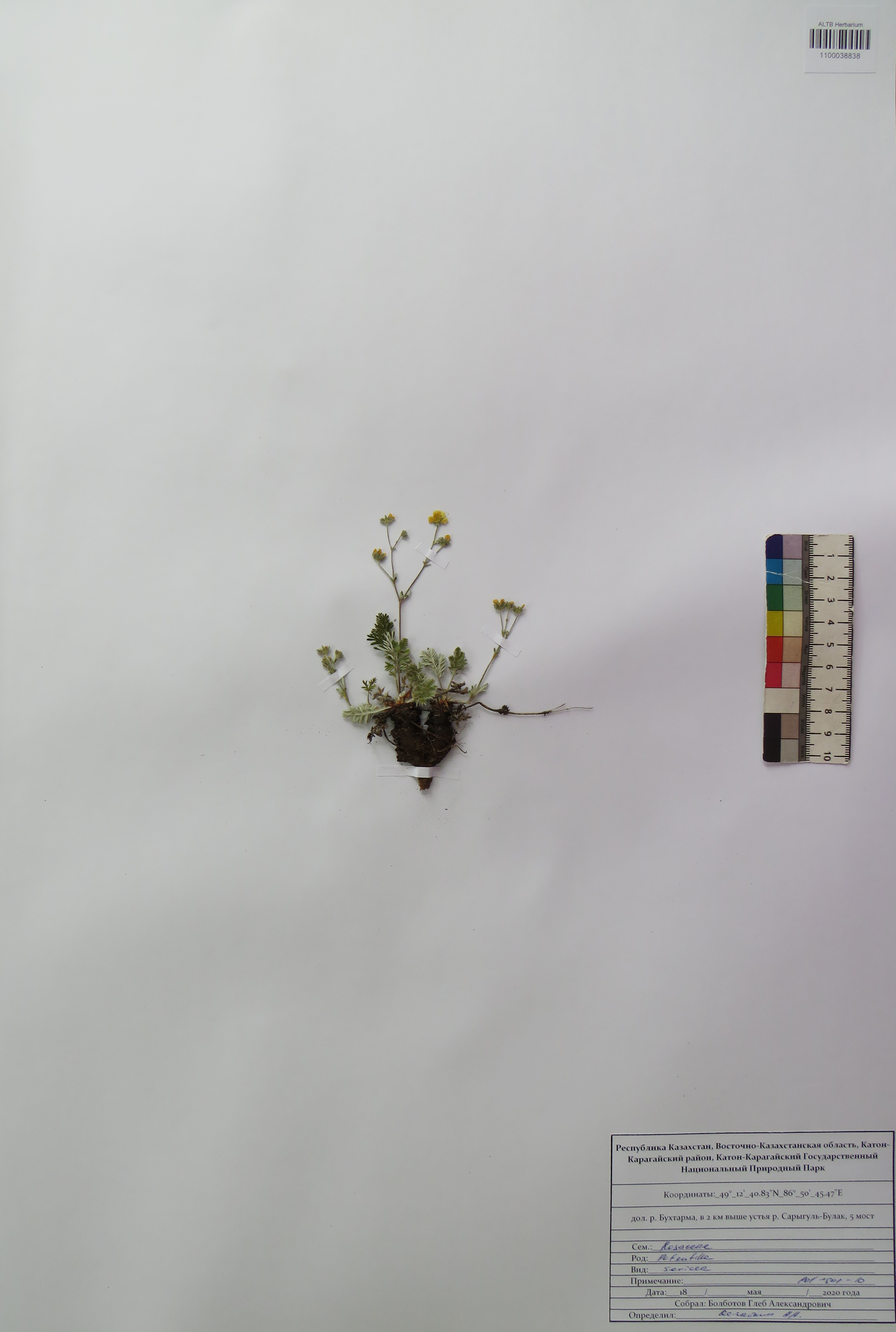 Potentilla sericea L.
