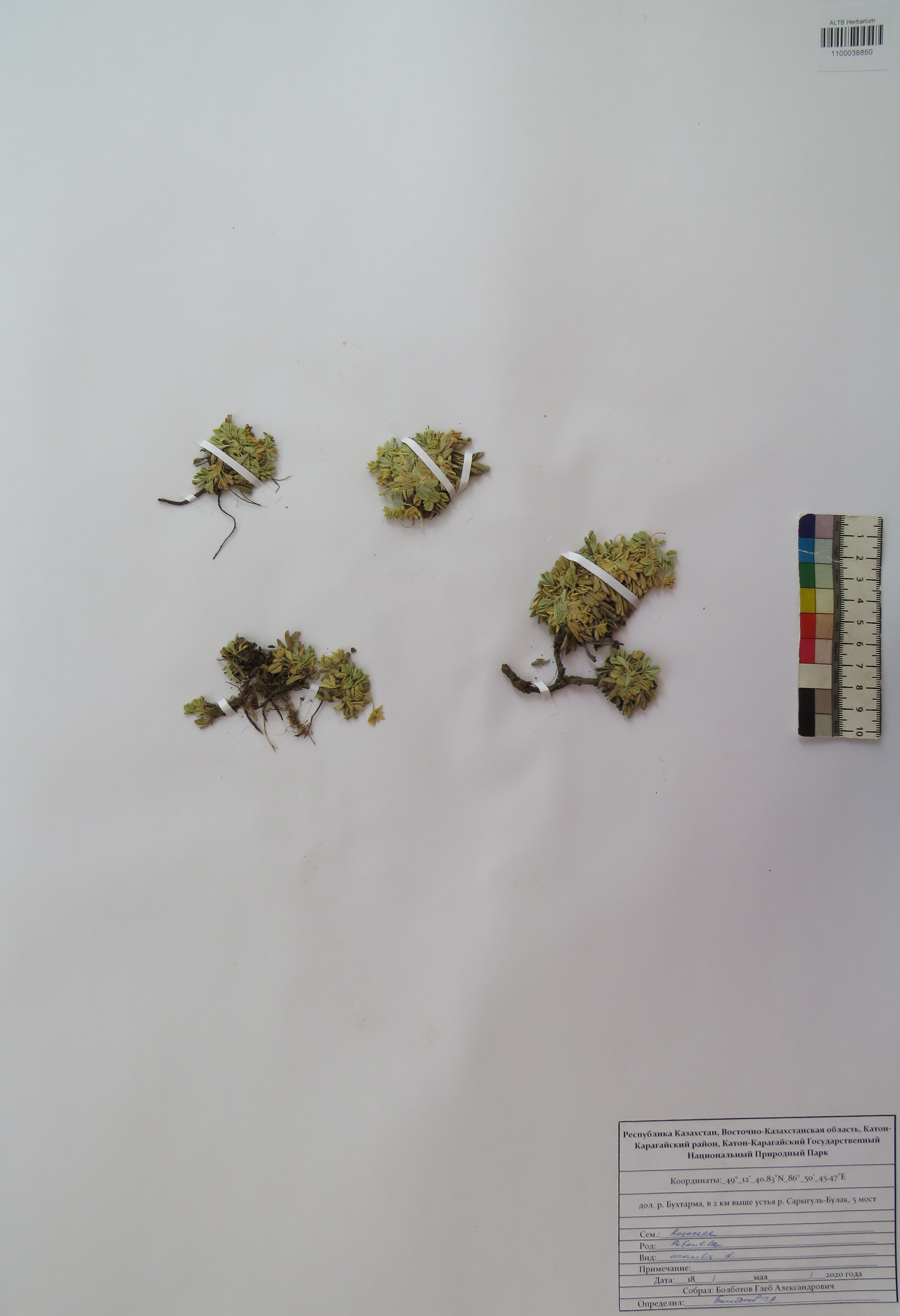 Potentilla acaulis L.