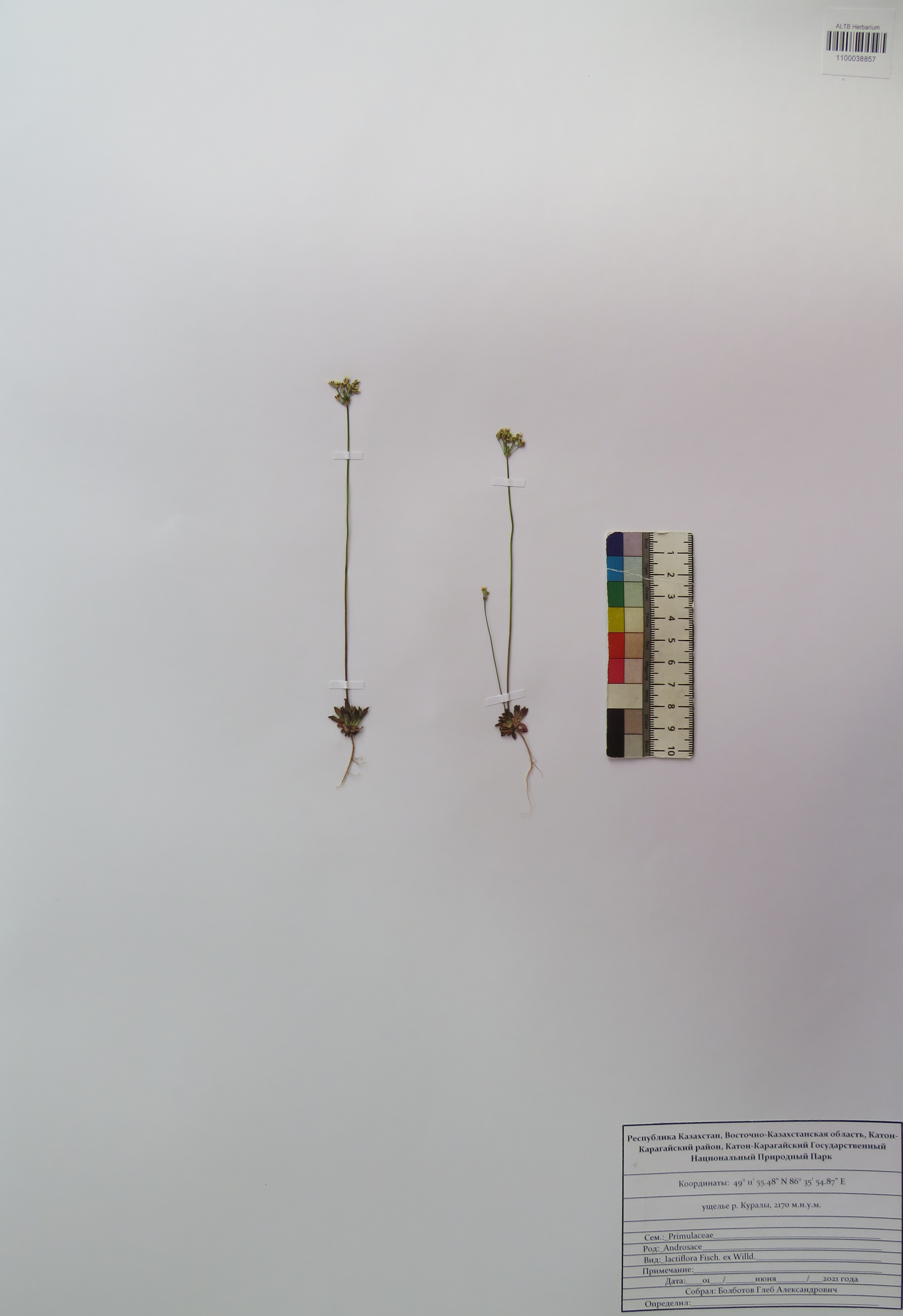 Androsace lactiflora Fisch. ex Willd.