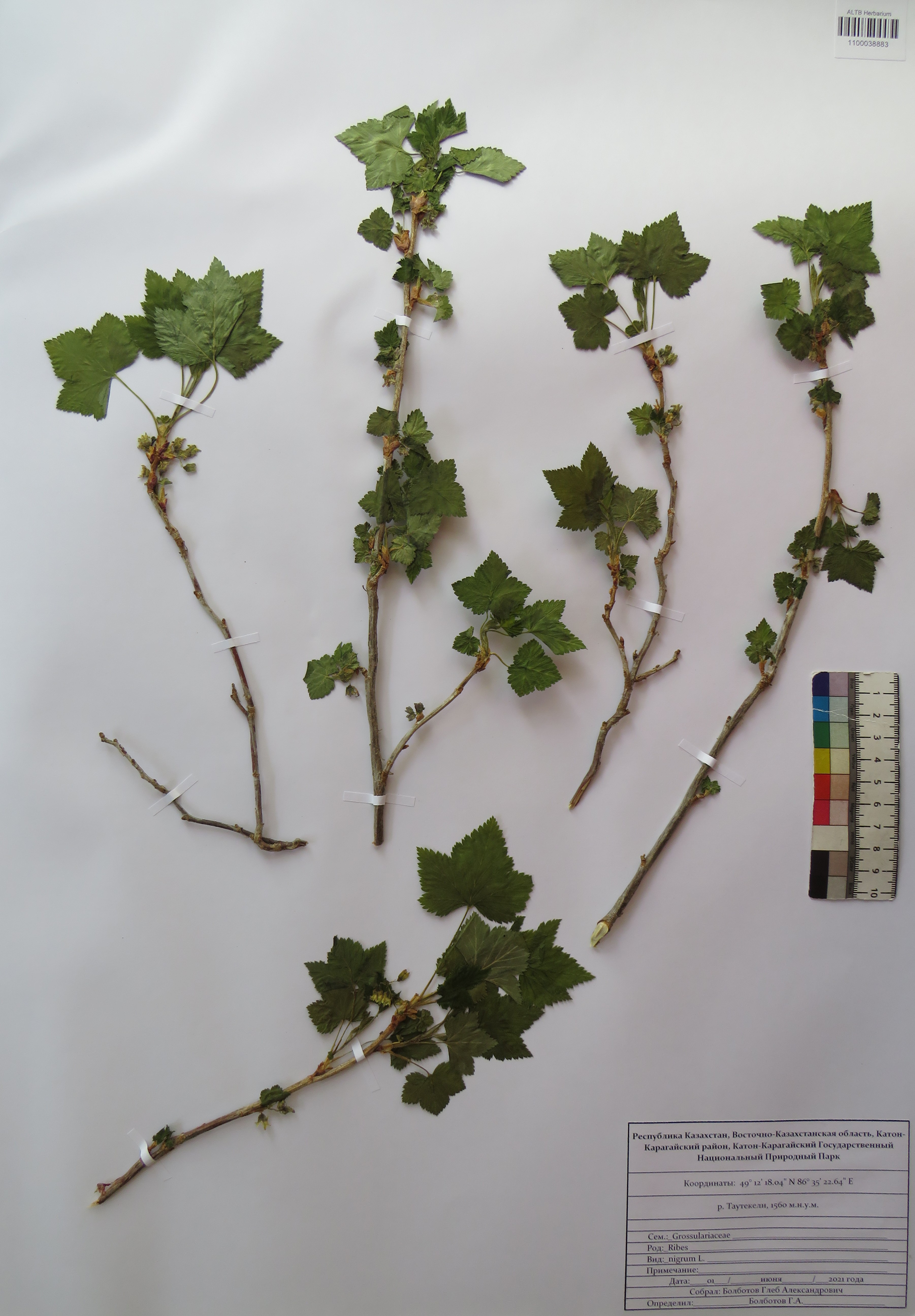 Ribes nigrum L.