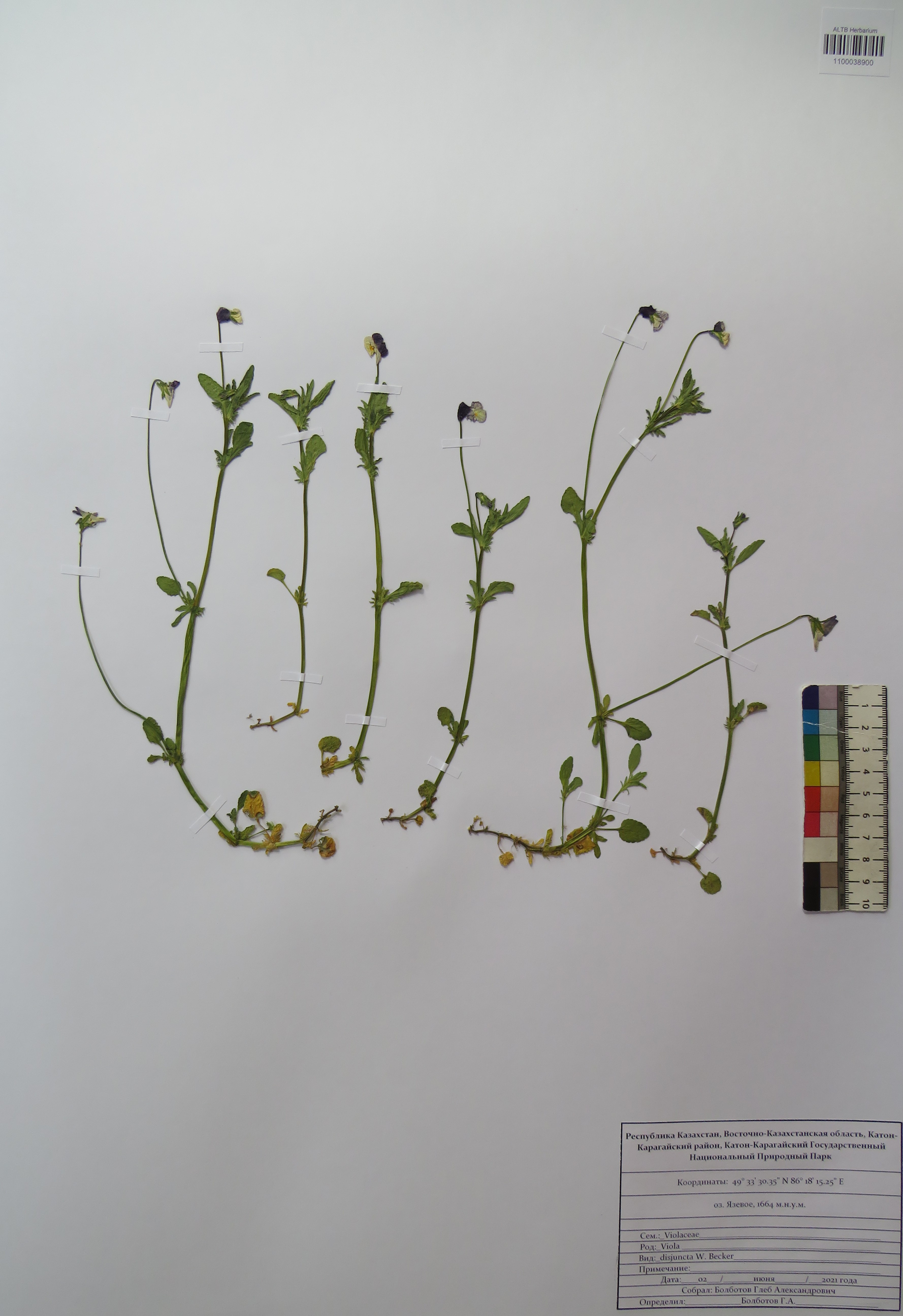 Viola disjuncta W. Becker
