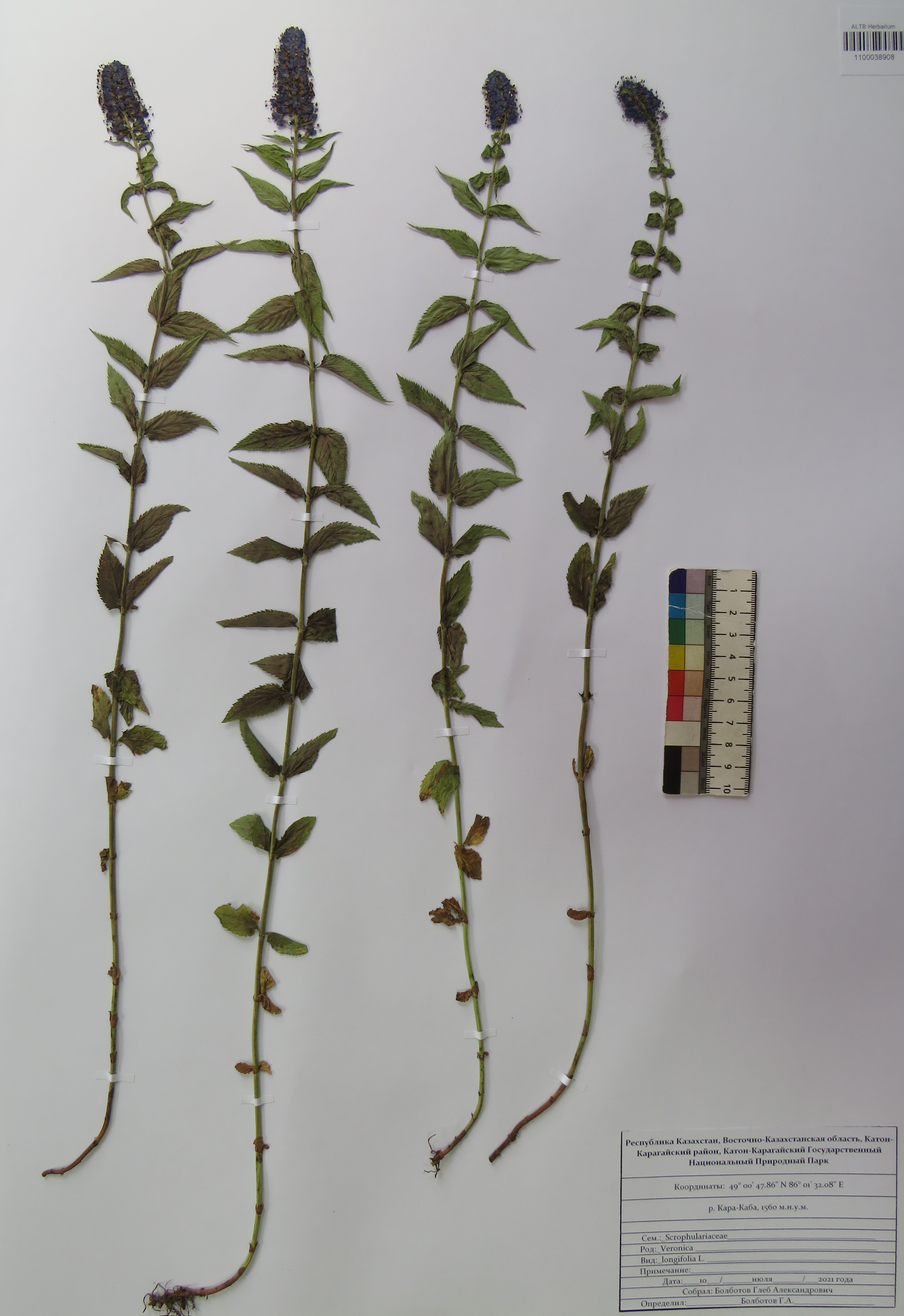Veronica longifolia L.