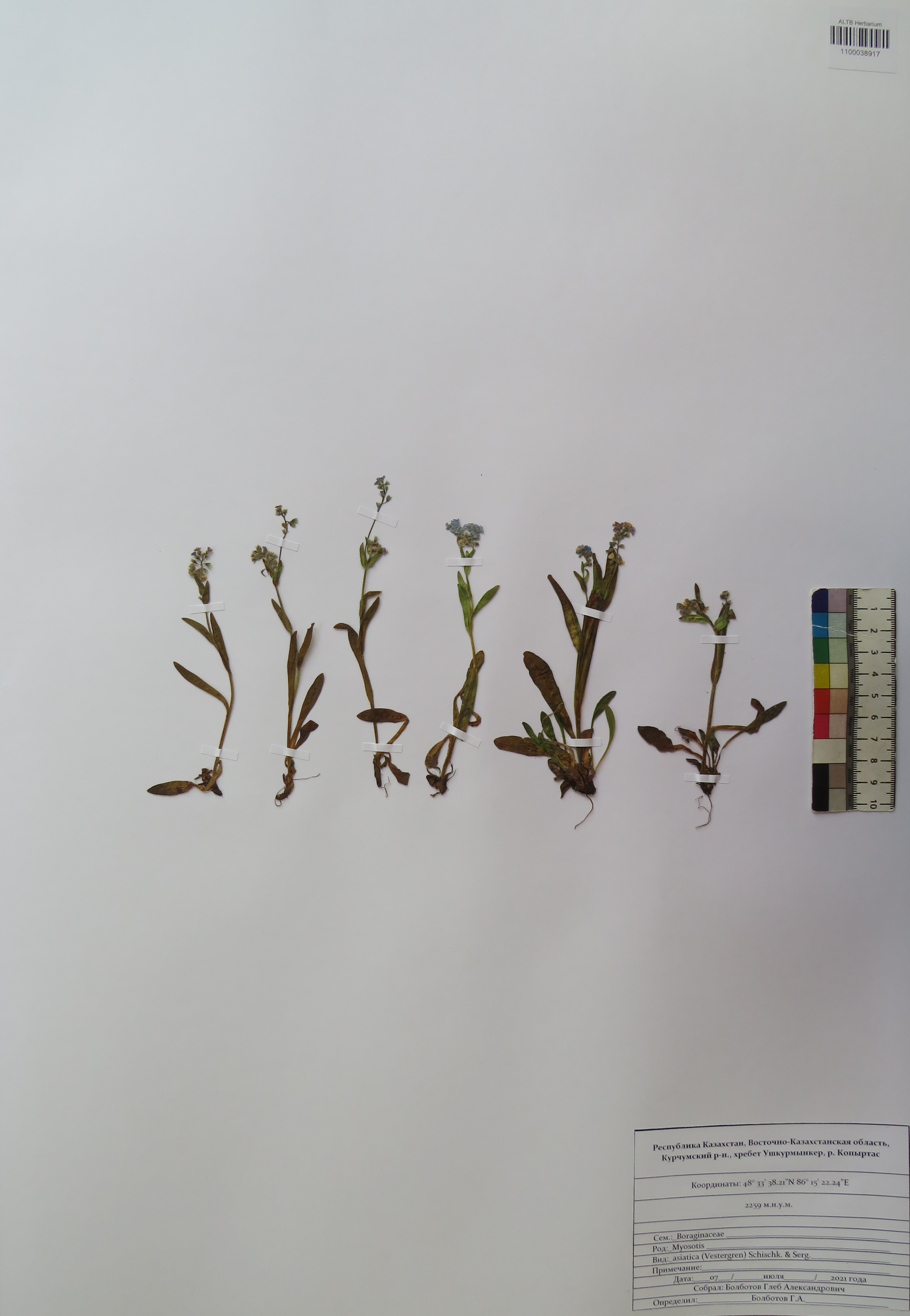 Myosotis asiatica (Vestergr.) Schischk. & Serg.