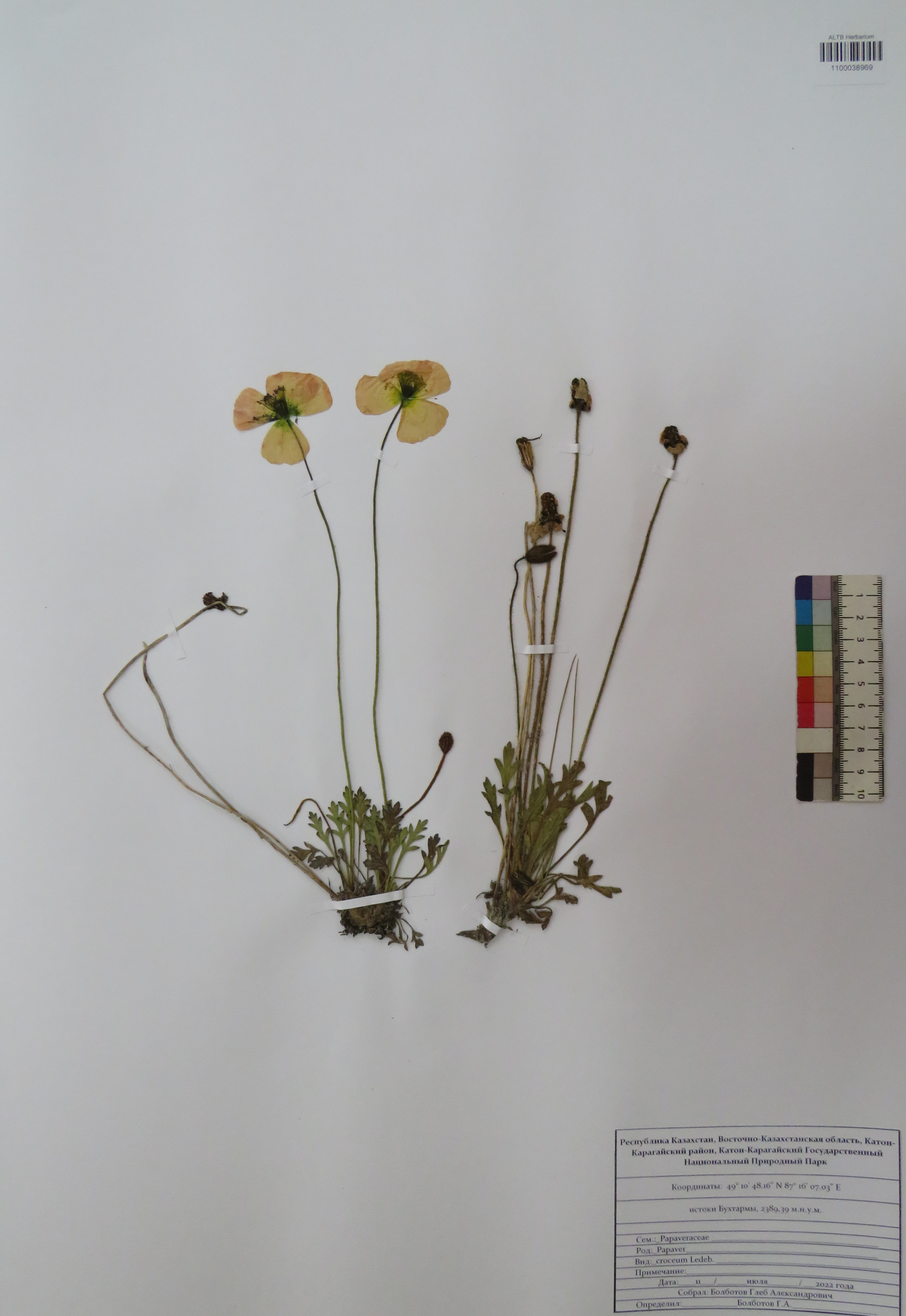 Papaver croceum Ledeb.