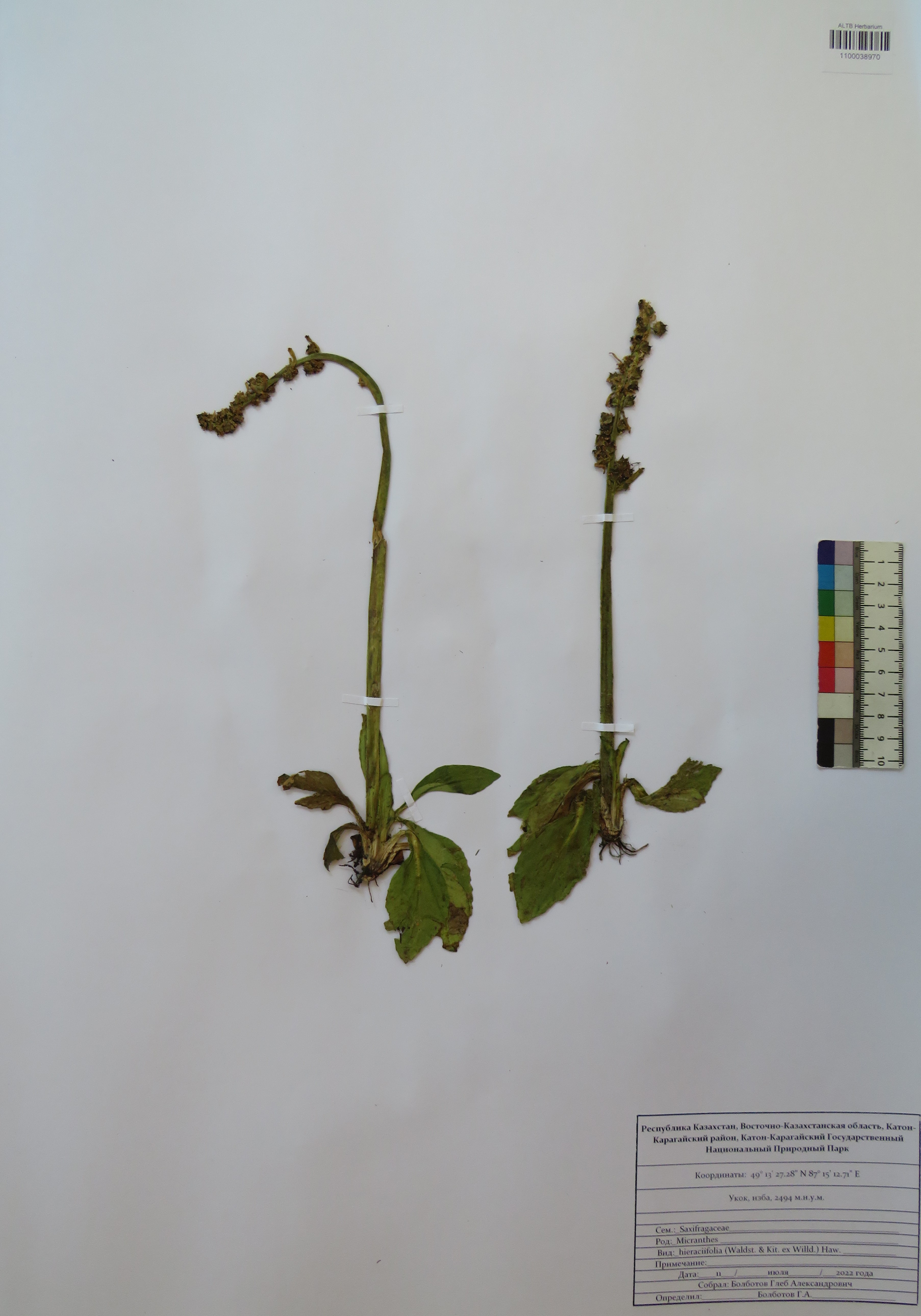 Micranthes hieraciifolia (Waldst. & Kit. ex Willd.) Haw.