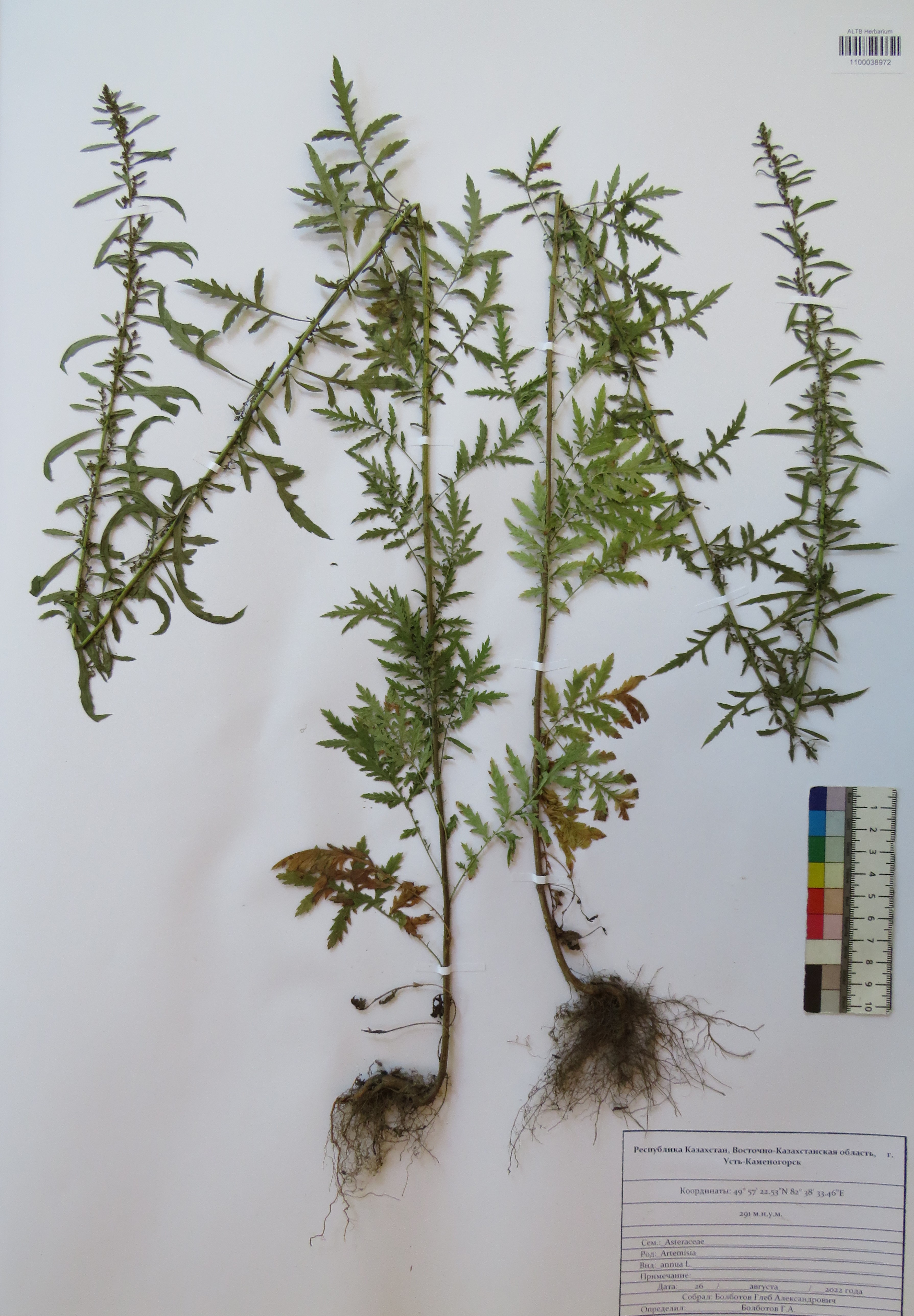 Artemisia annua L.