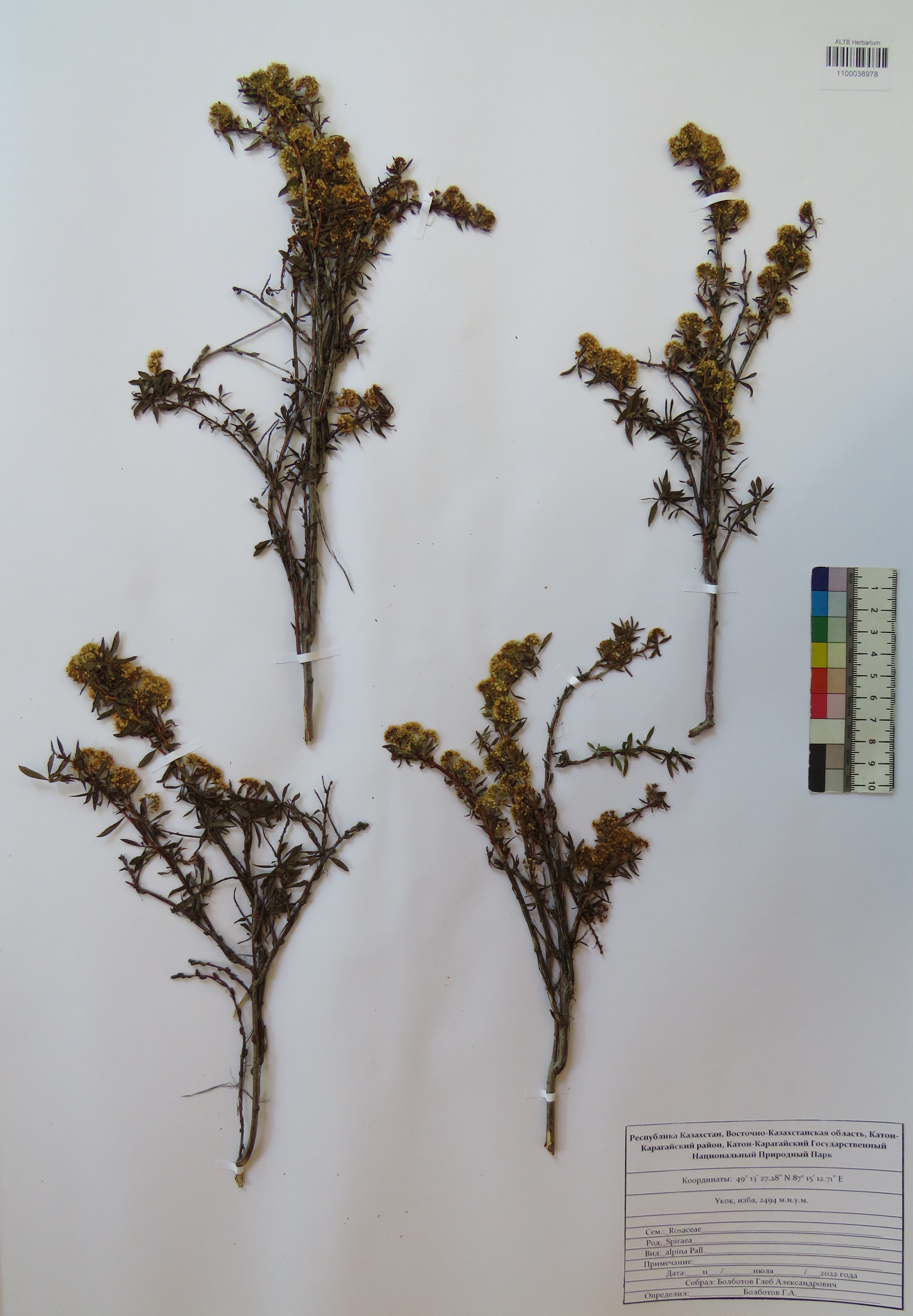 Spiraea alpina Pall.