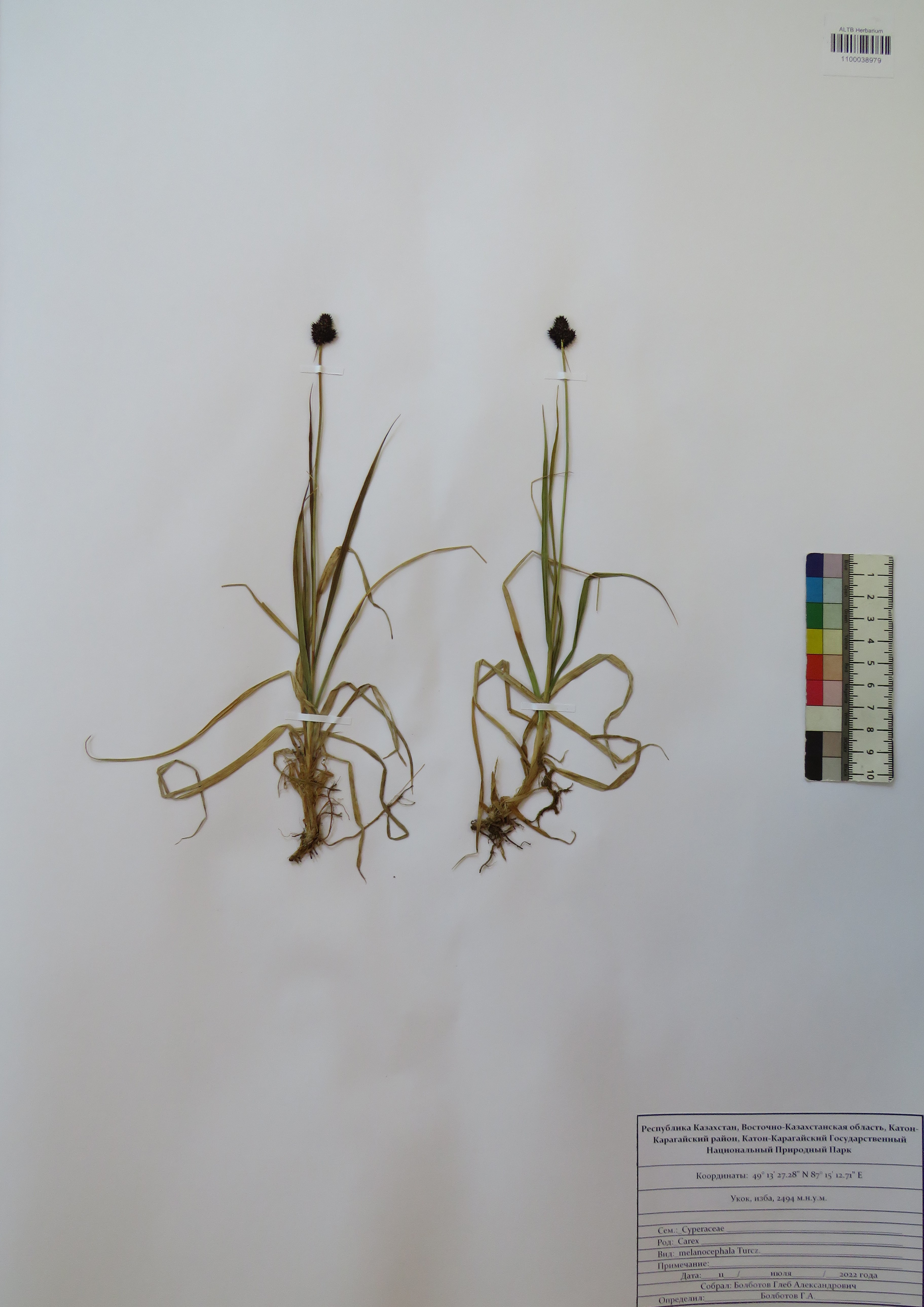 Carex melanocephala Turcz.