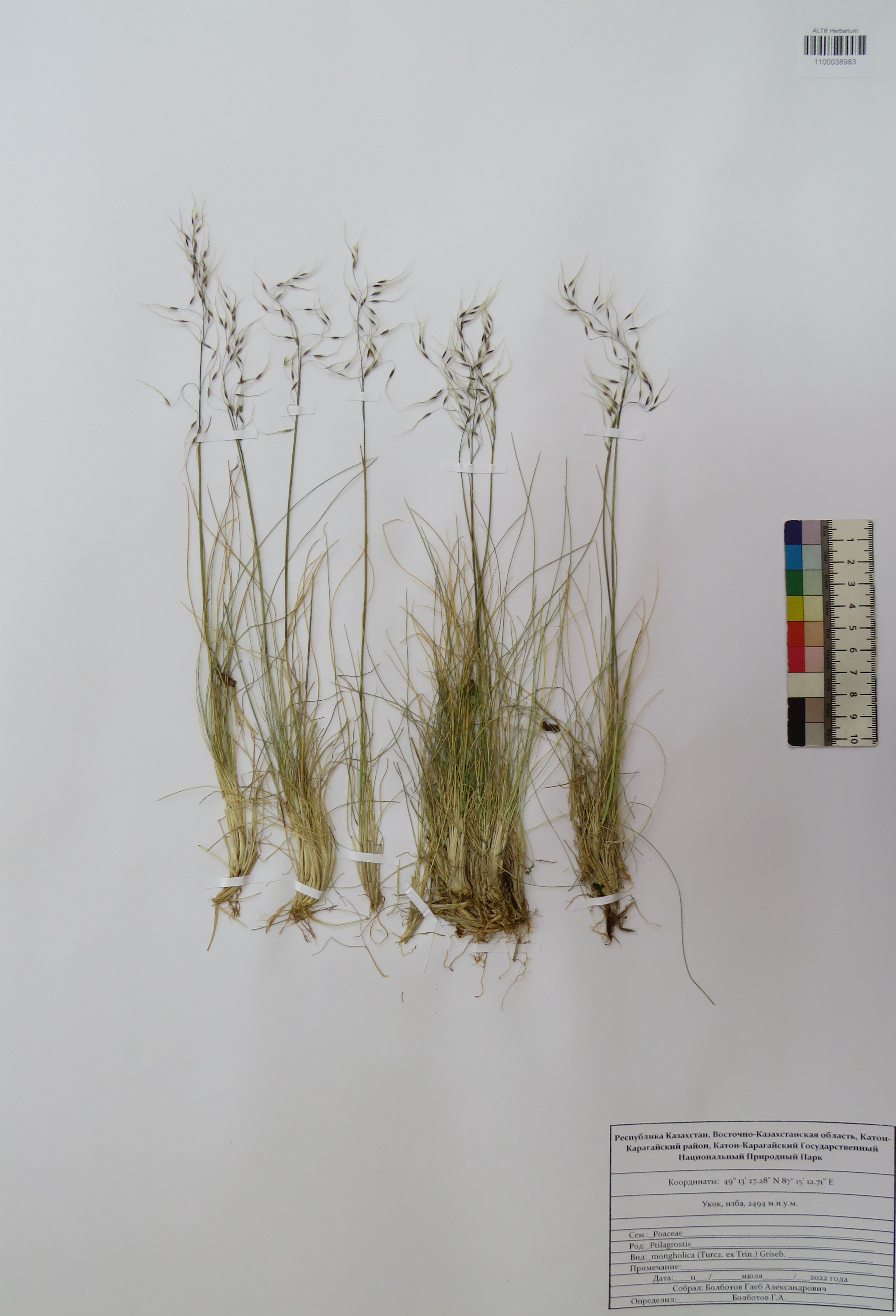 Ptilagrostis mongholica (Turcz. ex Trin.) Griseb.