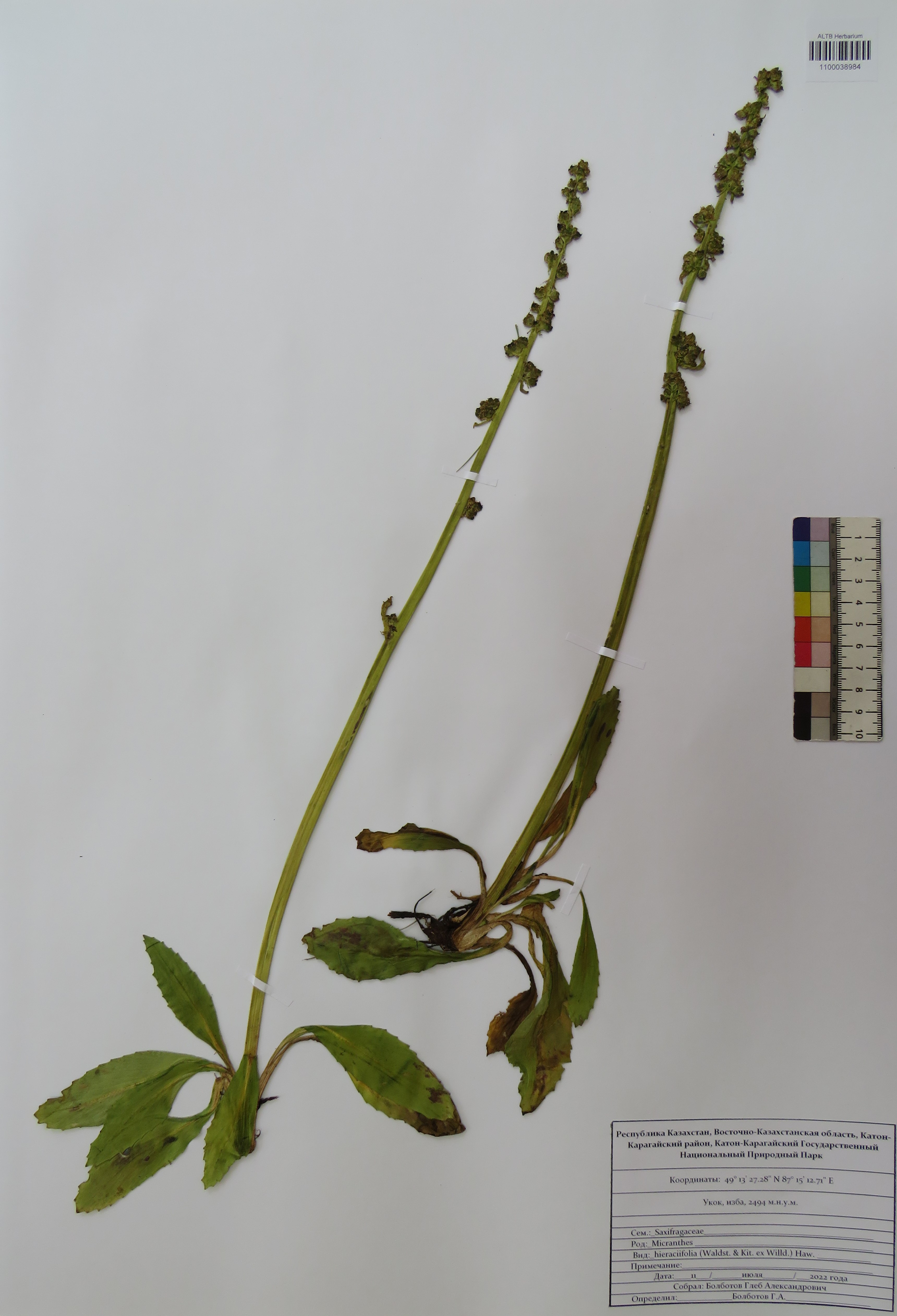 Micranthes hieraciifolia (Waldst. & Kit. ex Willd.) Haw.
