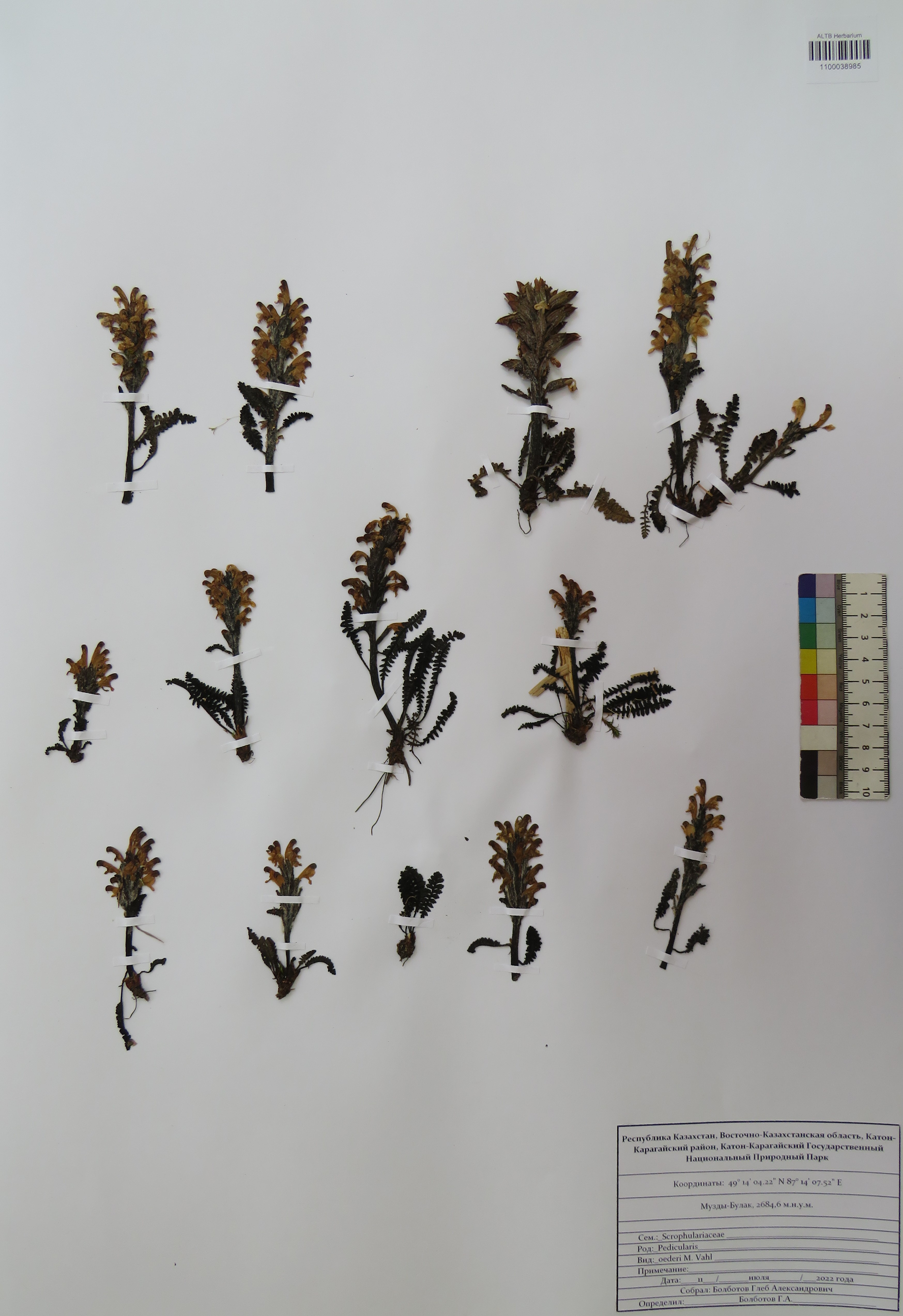 Pedicularis oederi Vahl ex Hornem.