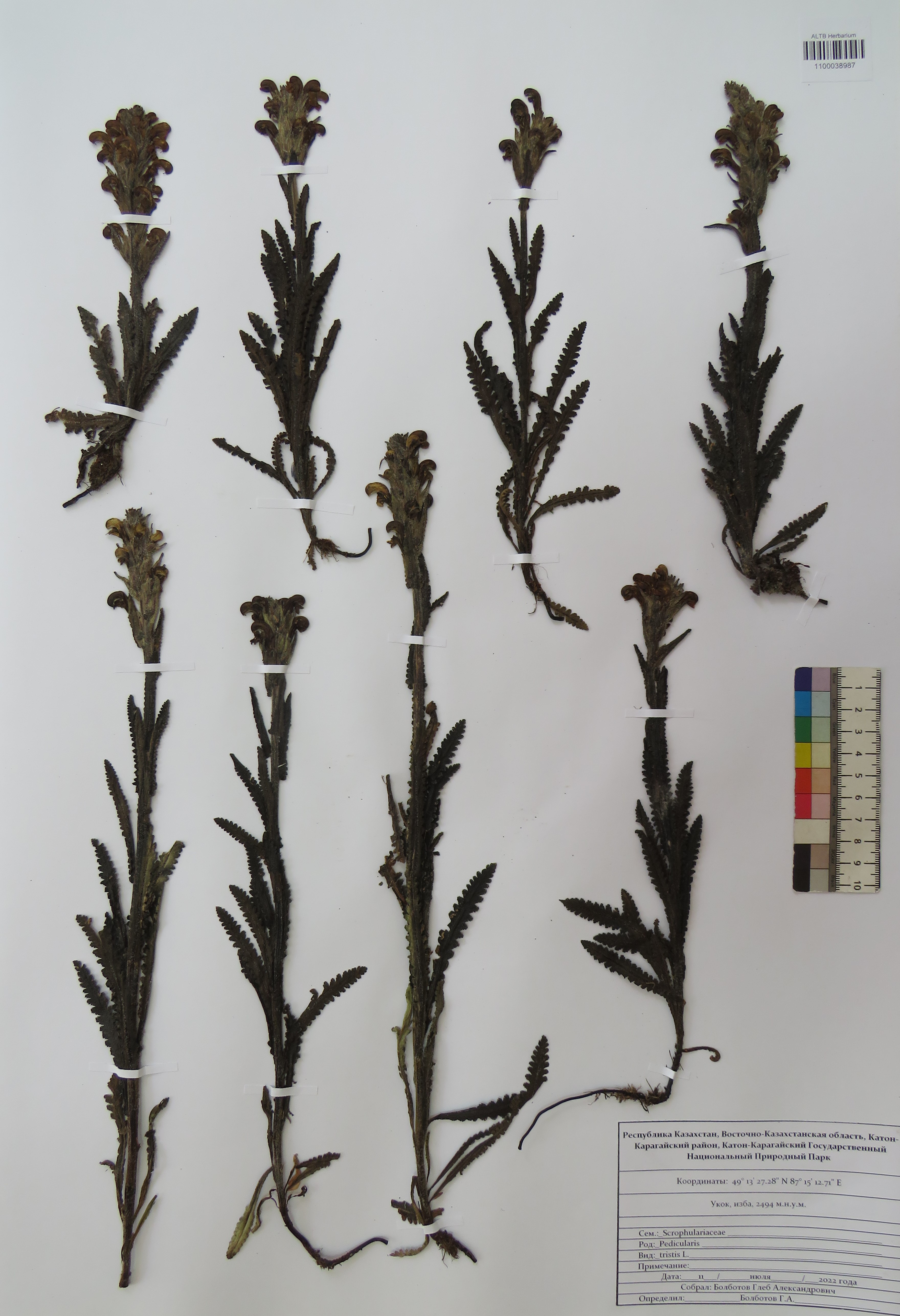 Pedicularis tristis L.