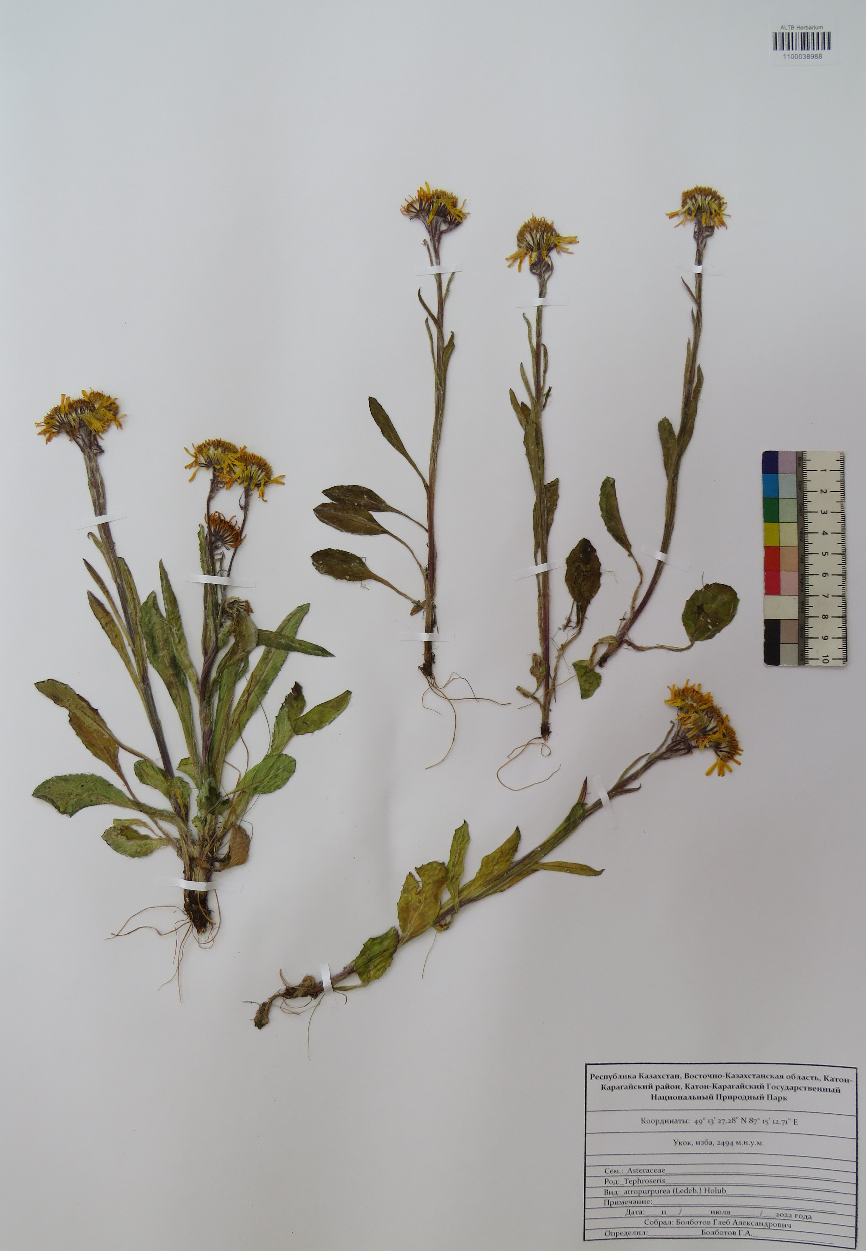 Tephroseris atropurpurea (Ledeb.) Holub