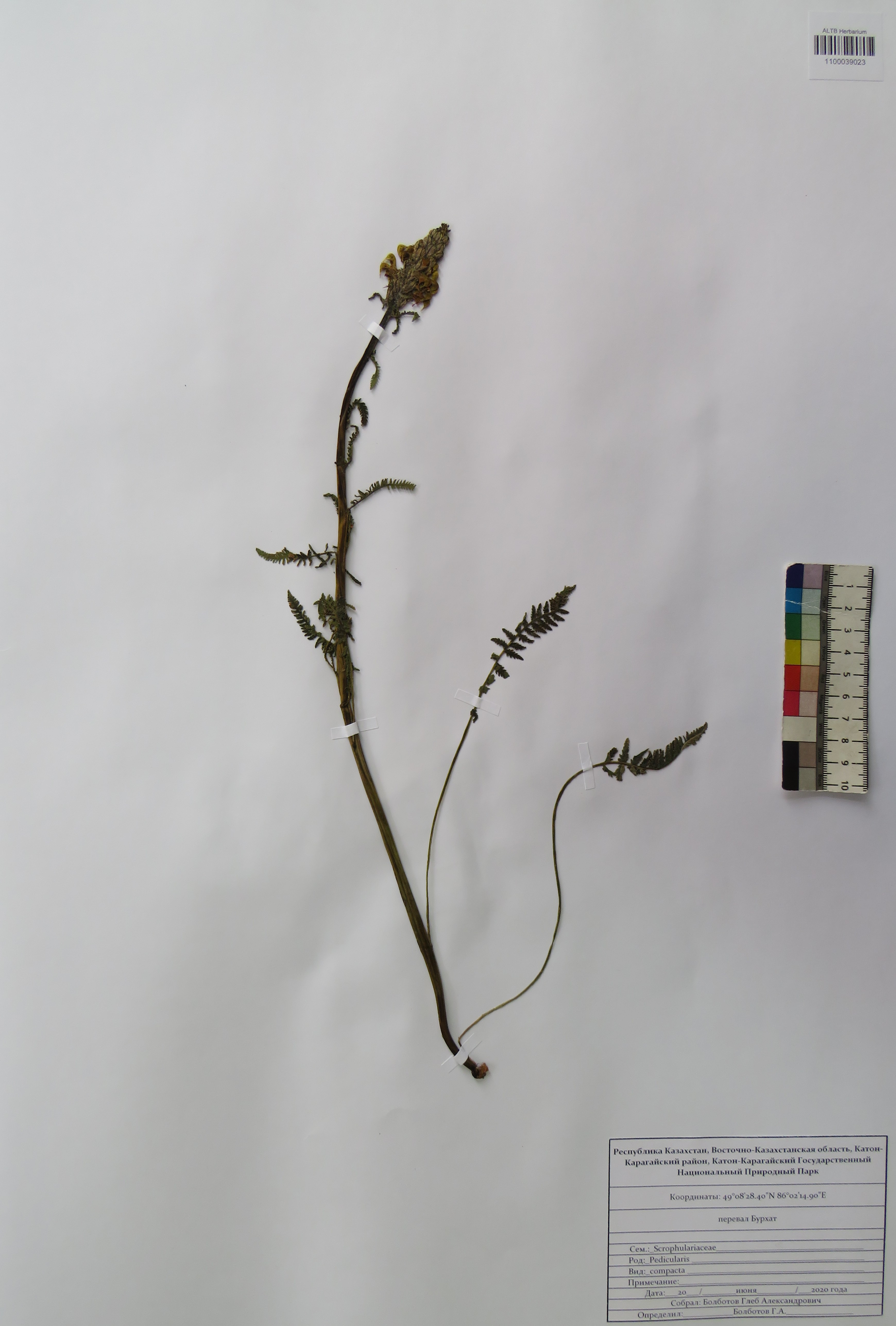 Pedicularis compacta Stephan ex Willd.