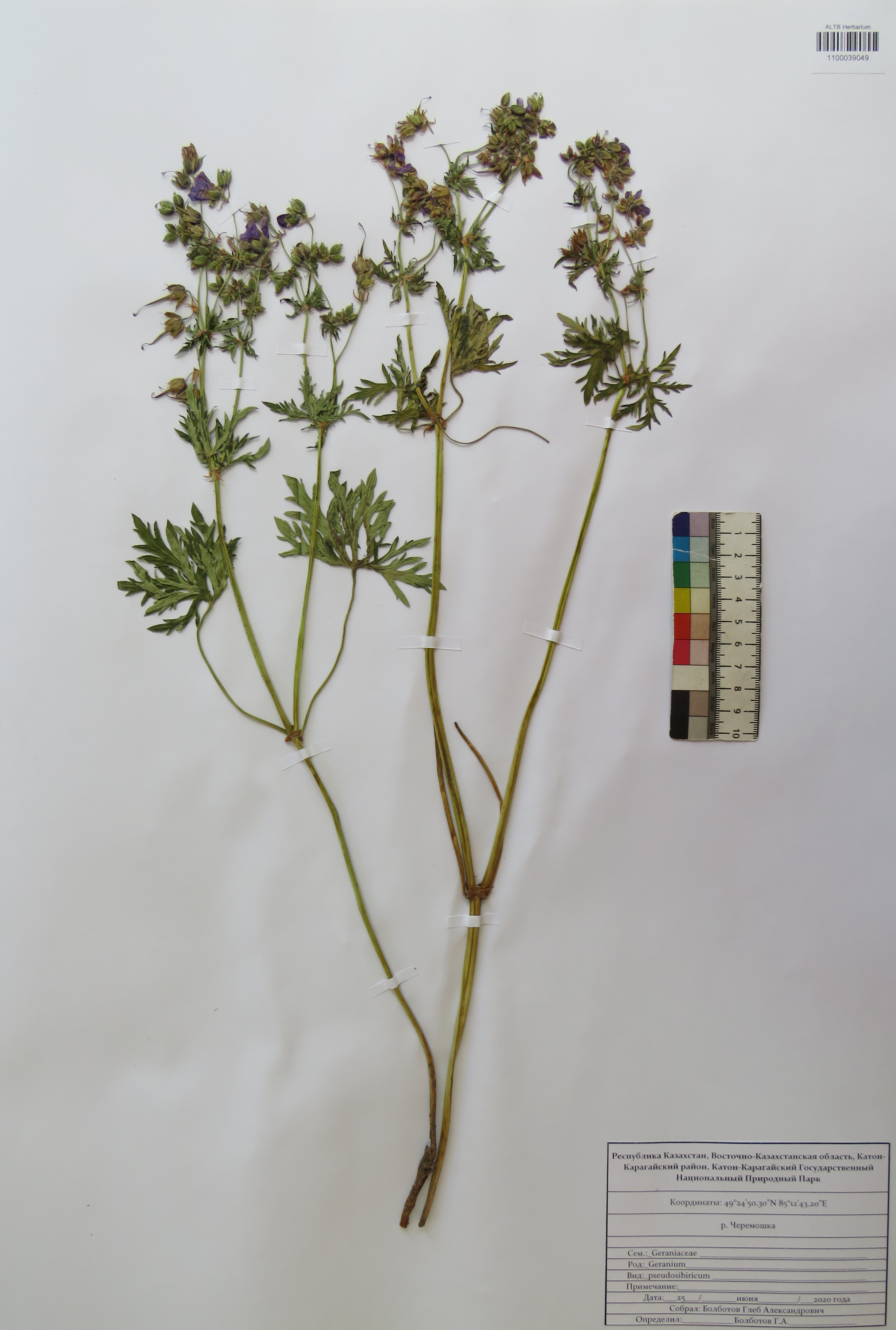 Geranium pseudosibiricum J.Mayer