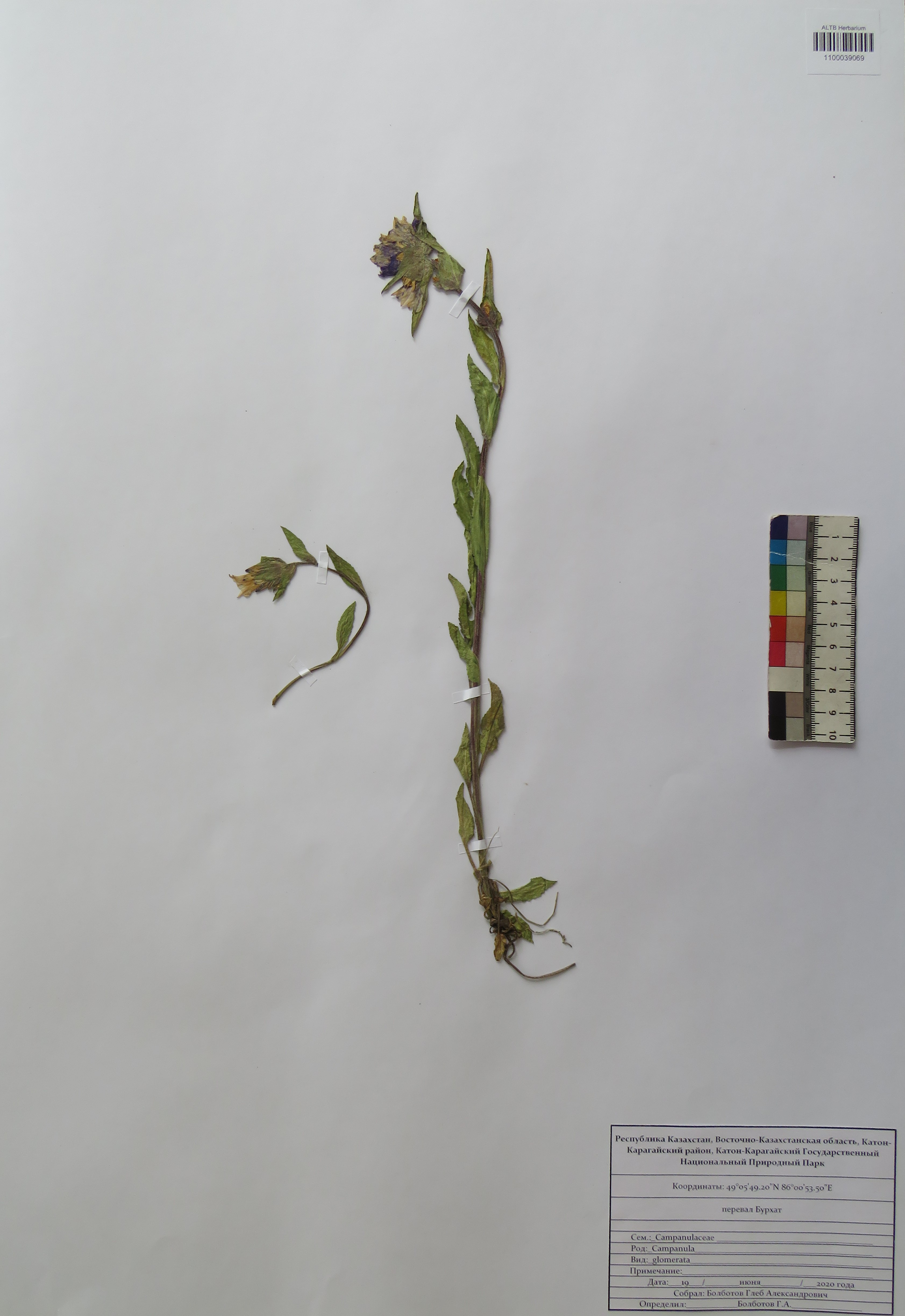 Campanula glomerata L.
