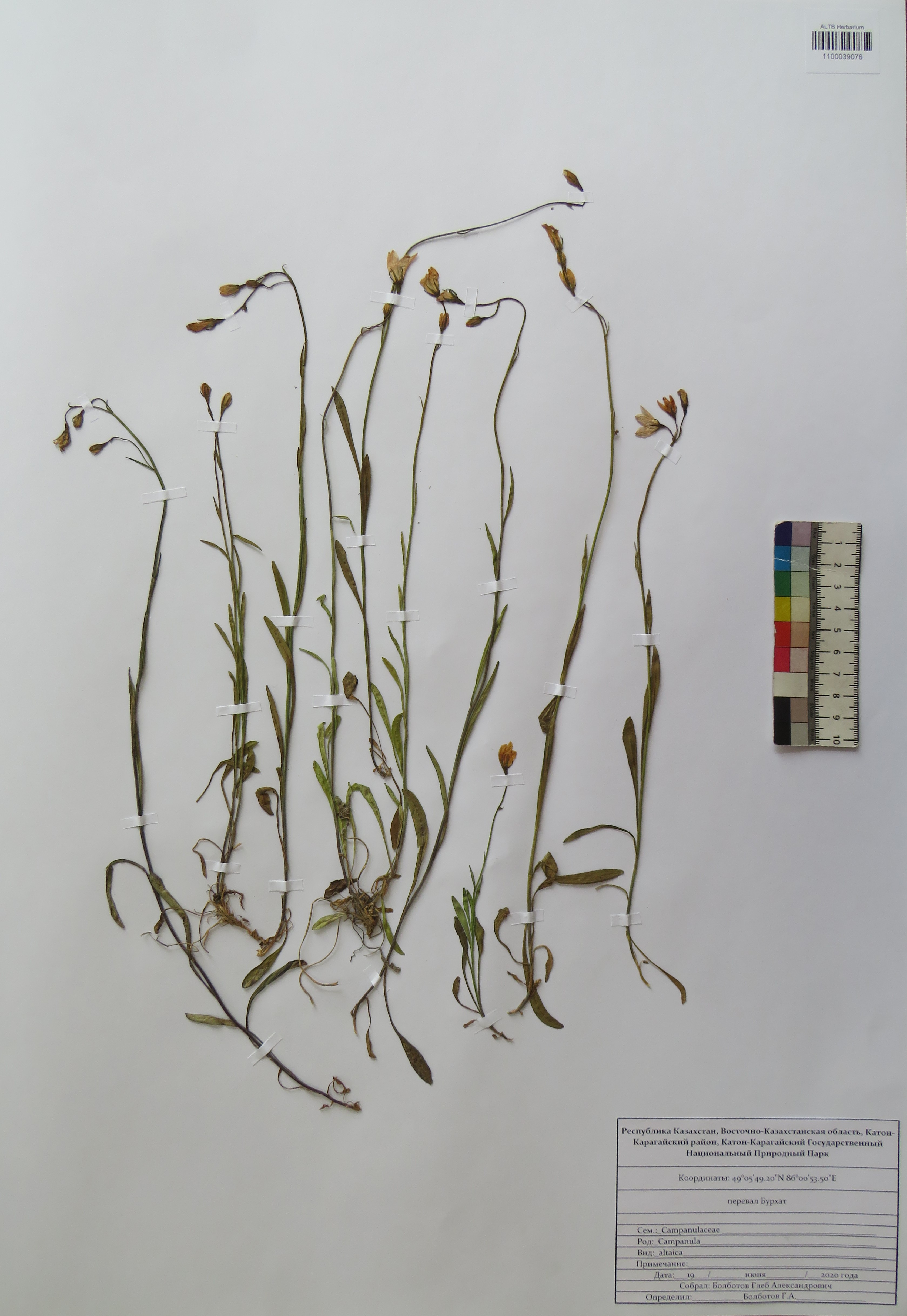 Campanula altaica Ledeb.